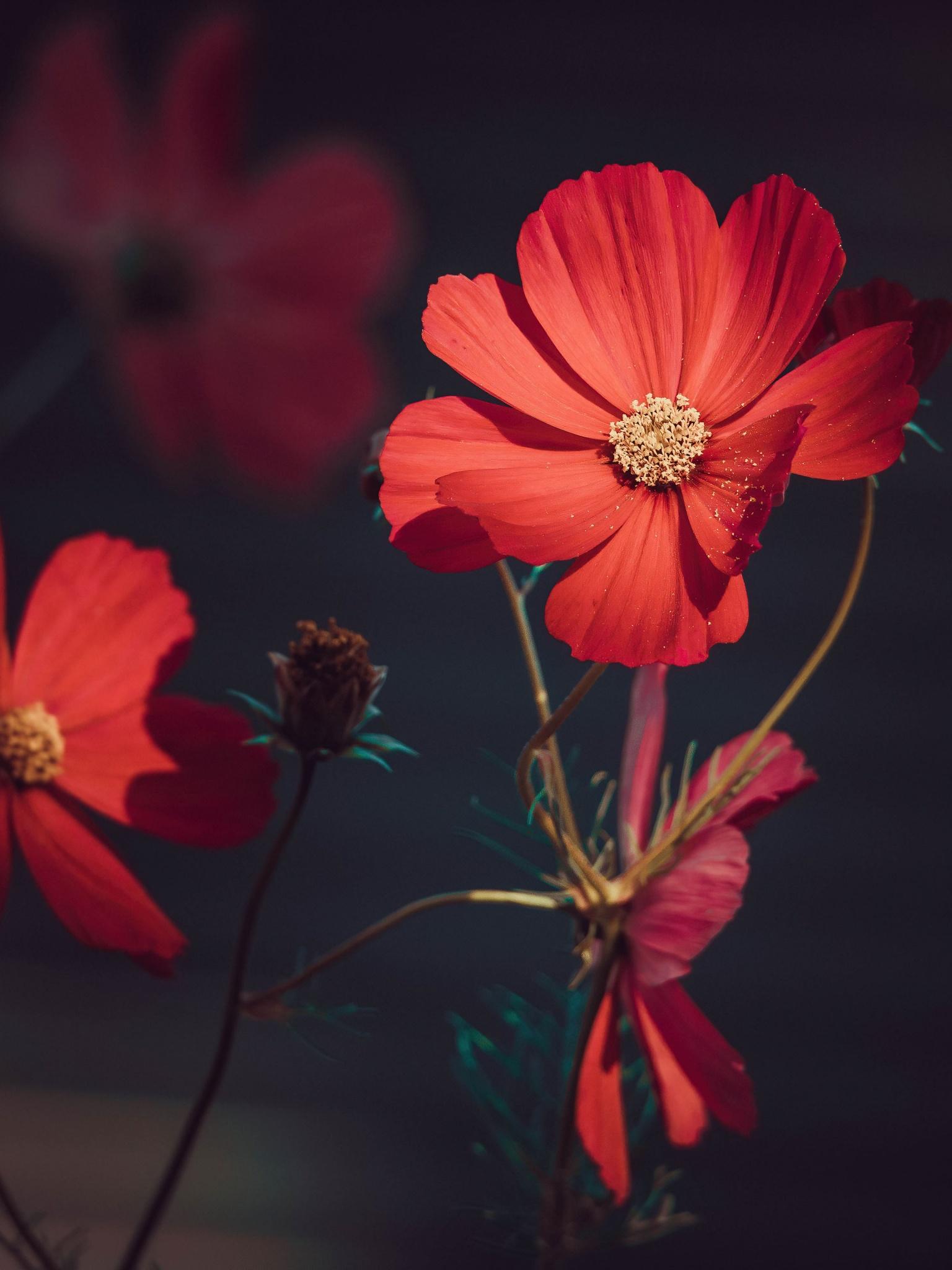1536x2048 Orange flowers Wallpaper 4K, Summer, Blossom, Bloom, Flowers