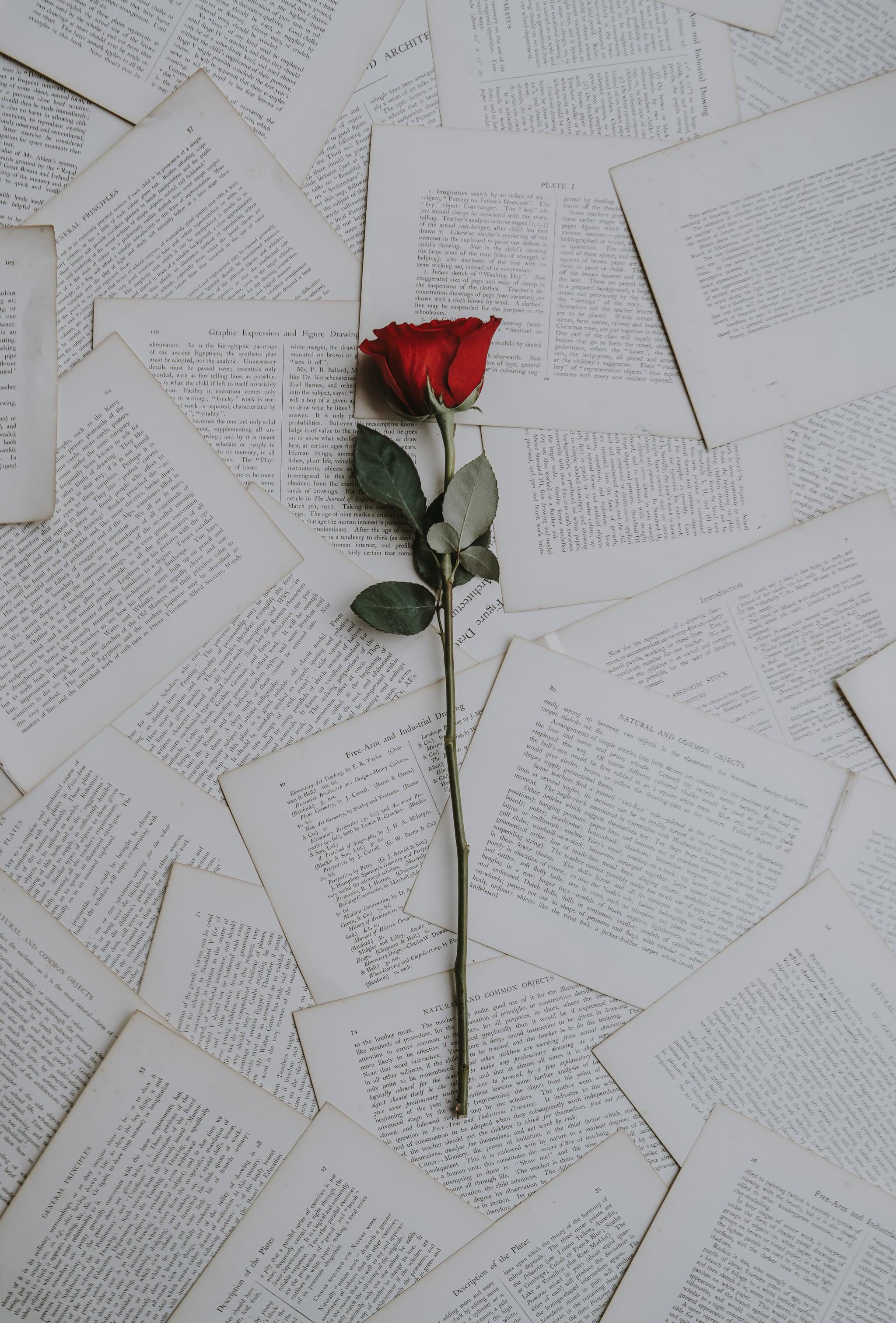 2048x3024 Valentine's Day Wallpaper: Single Red Rose. The Dreamiest iPhone Wallpaper For Valentine's Day That Fit Any Aesthetic. Tech Photo 27