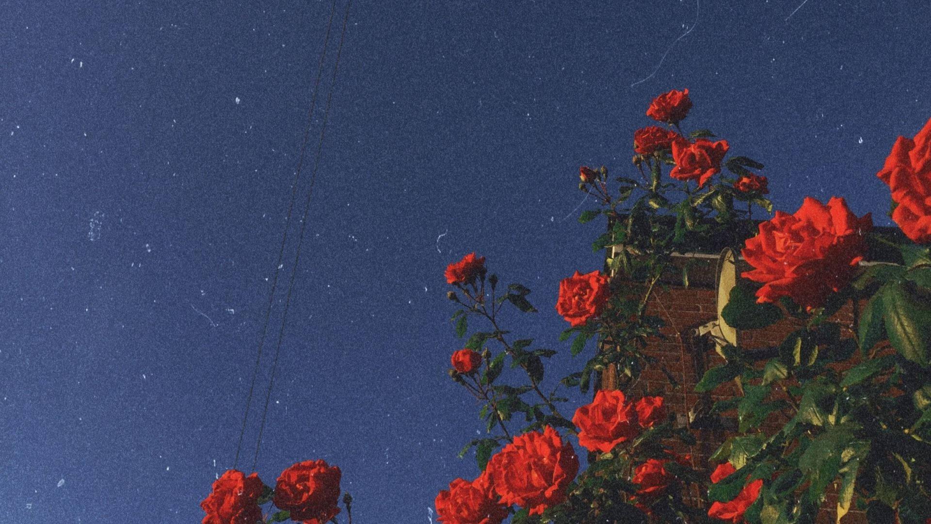 1920x1080 Download Vintage Aesthetic Red Roses Wallpaper