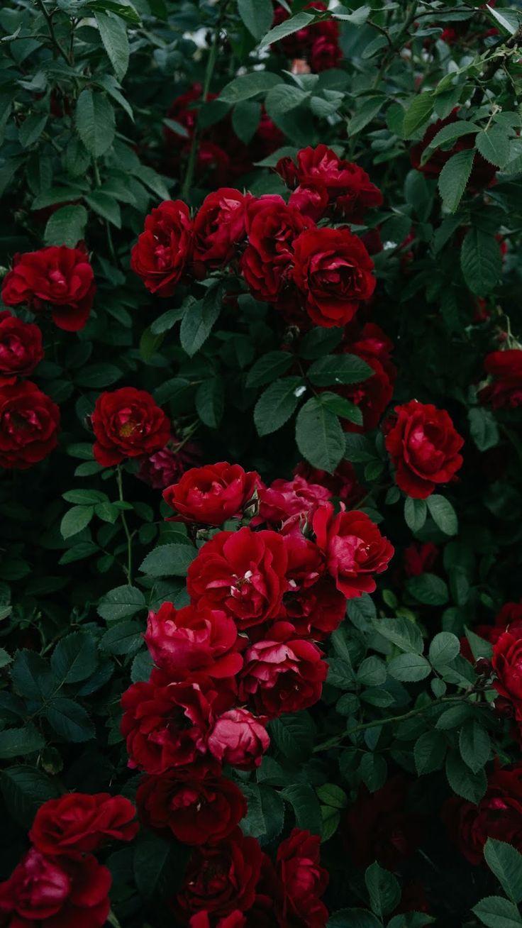 736x1308 Red rose aesthetic #wallpaper #iphone #android #background #followme. Flower phone wallpaper, Red roses, Red roses wallpaper