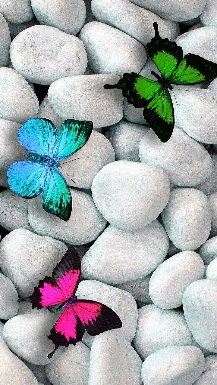 720x1280 Download Butterflies Beauty wallpaper by CarlaAltumTimAltum now. Browse. Cool background for iphone, Pretty wallpaper, Butterfly wallpaper