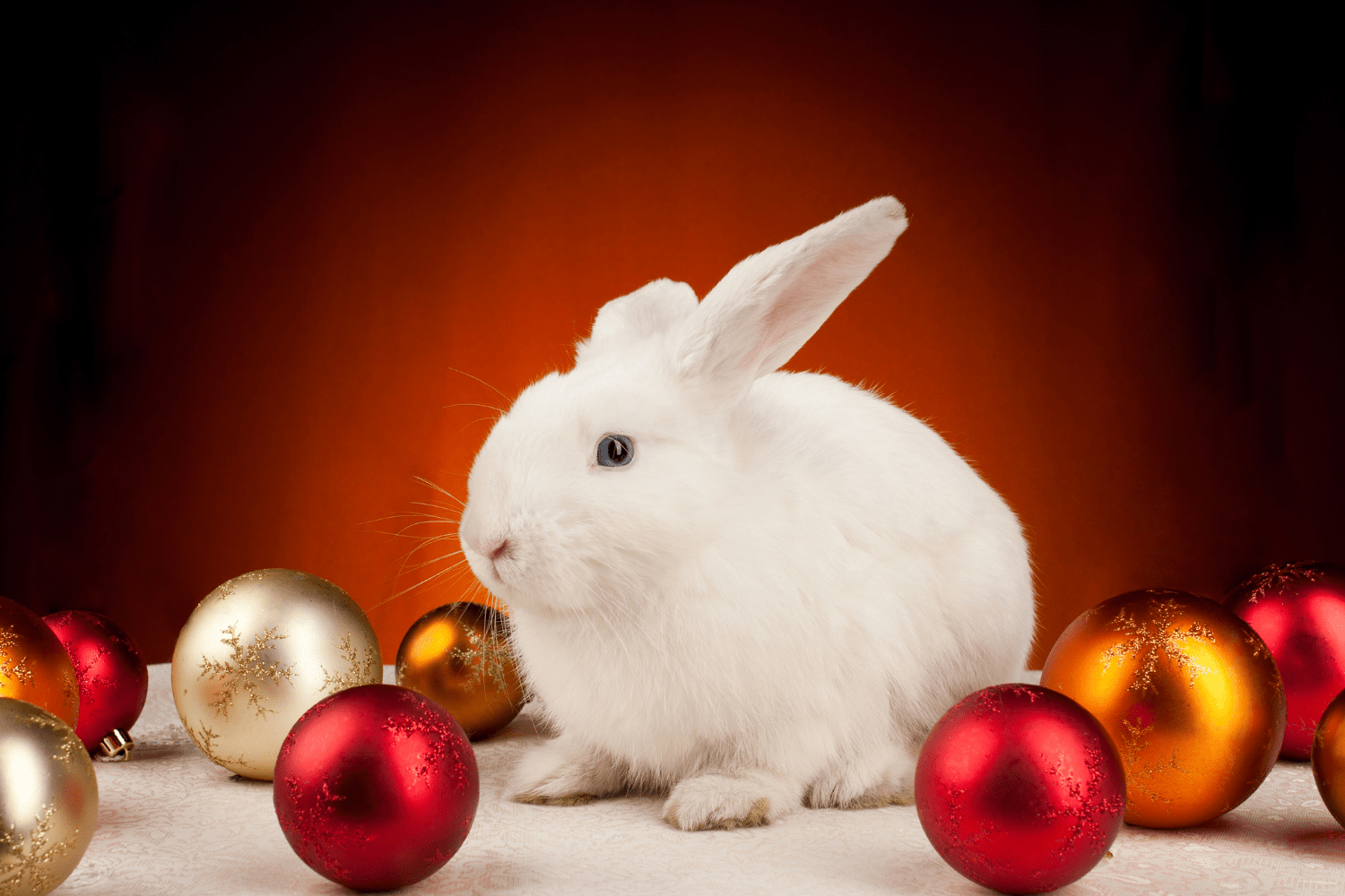 Новым годом год кролика. Новогодний кролик. Кролик новый год. Новогодний белый кролик. Белый кролик новый год.