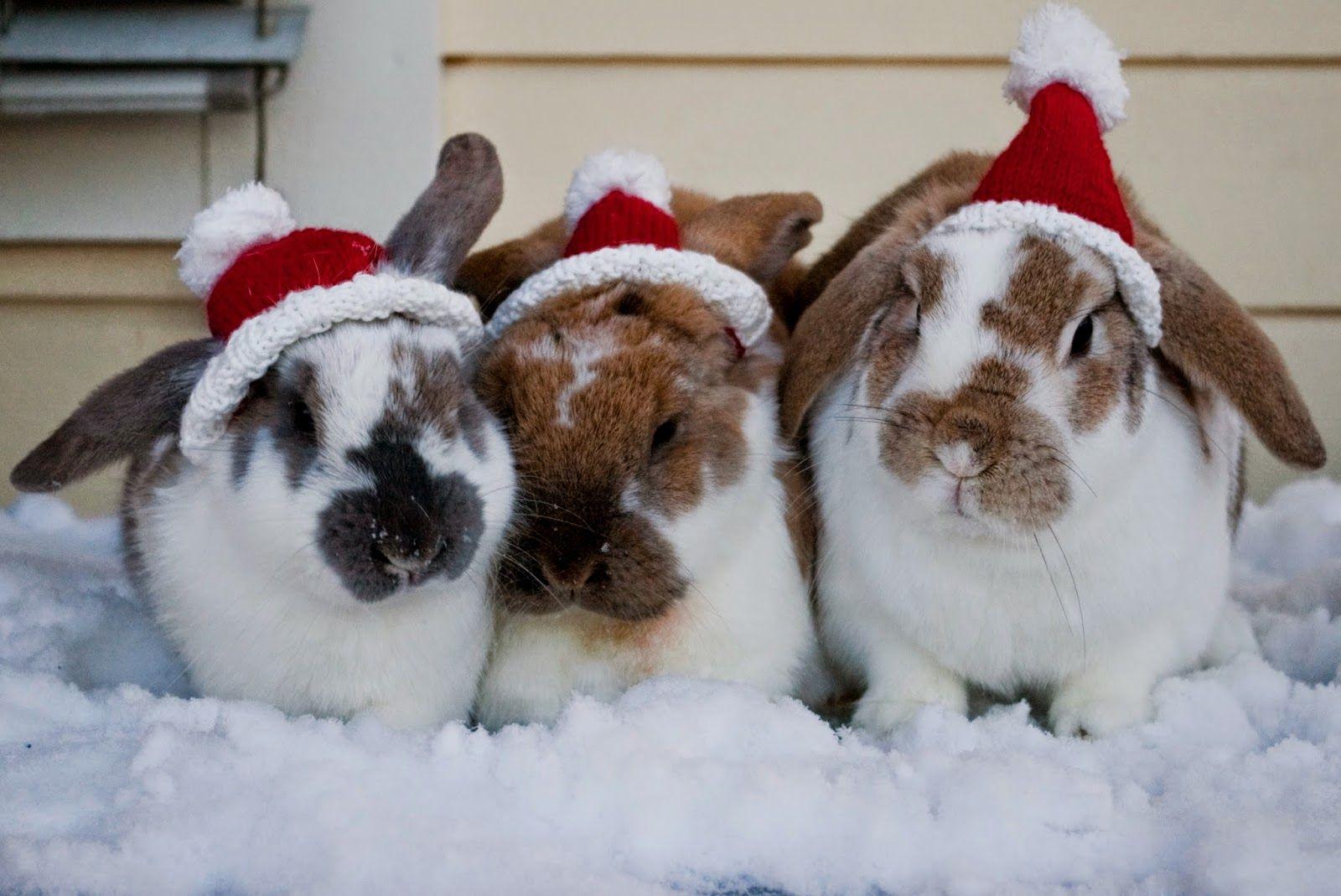 1600x1069 Preciosos Wallpaper de Animales Navideños! mascotas. Funny christmas picture, Bunny picture, Christmas animals