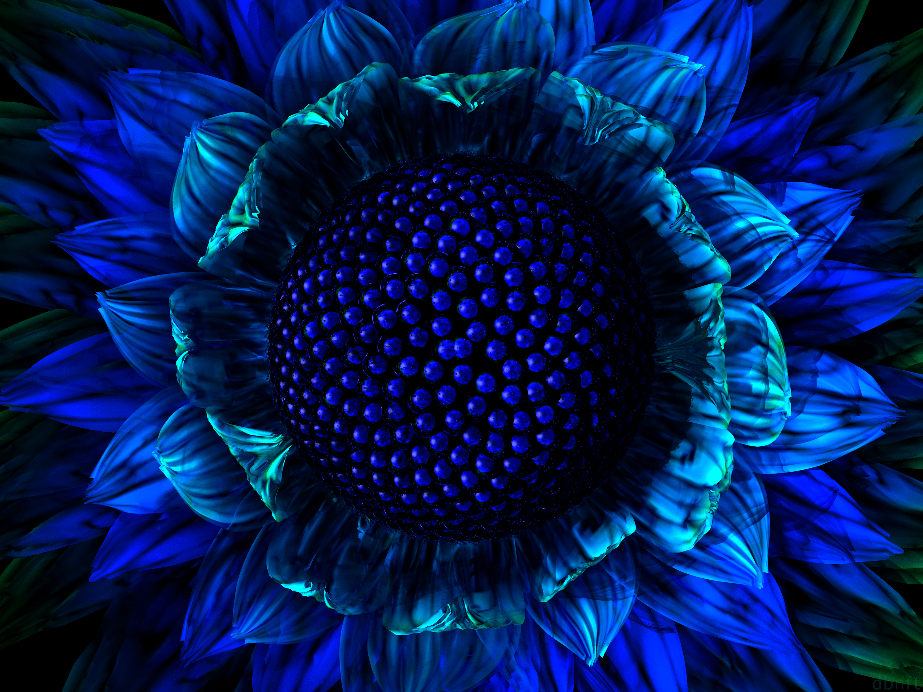 3200x2400 Cobalt Daisy (2002)