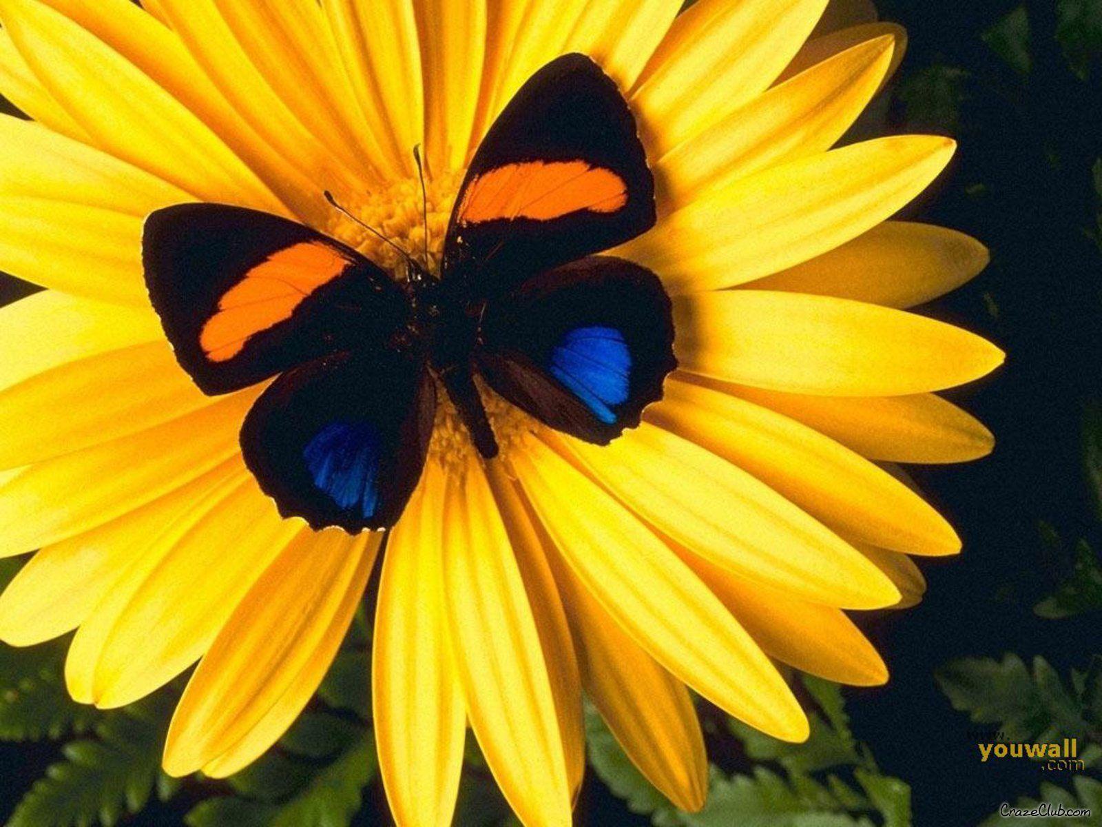 1600x1200 Once caterpillar Now beautiful butterfly Spread your wings and soar