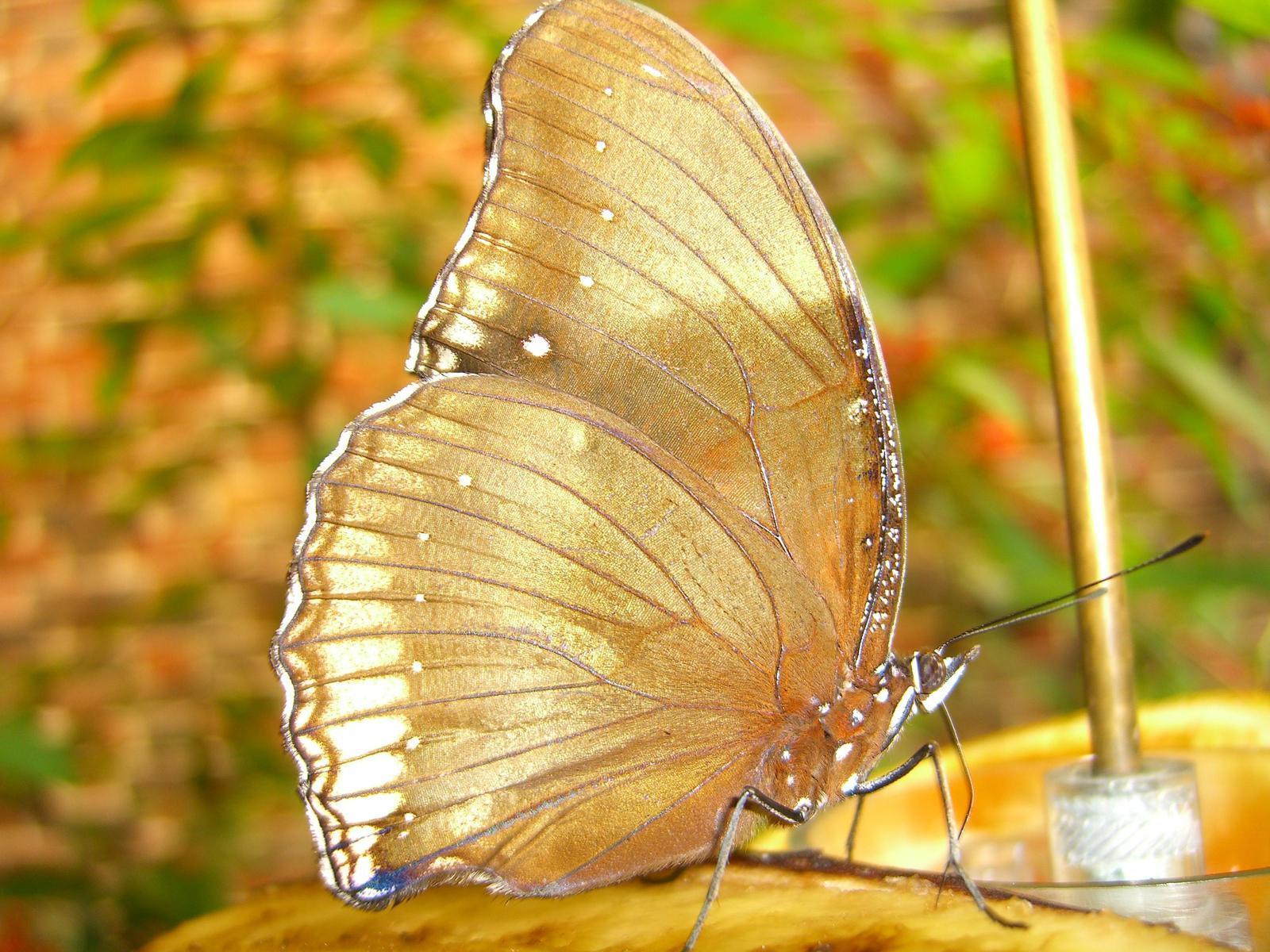 1600x1200 Butterflies image Beautiful Butterflies HD wallpaper and background