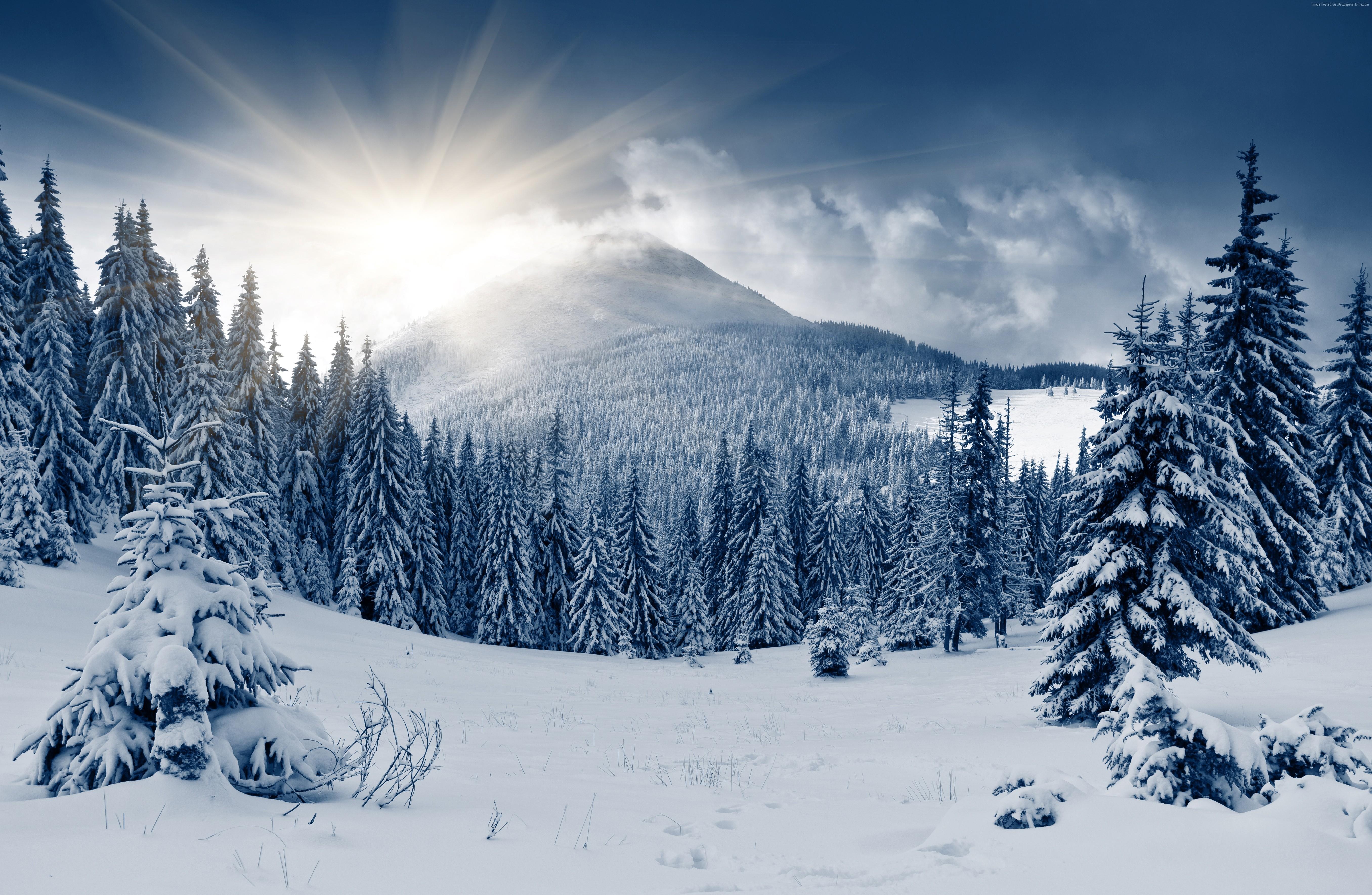 5424x3540 5k, 4k, Sun, Snow, Mountain, Winter Forest, Fir Trees Gallery HD Wallpaper