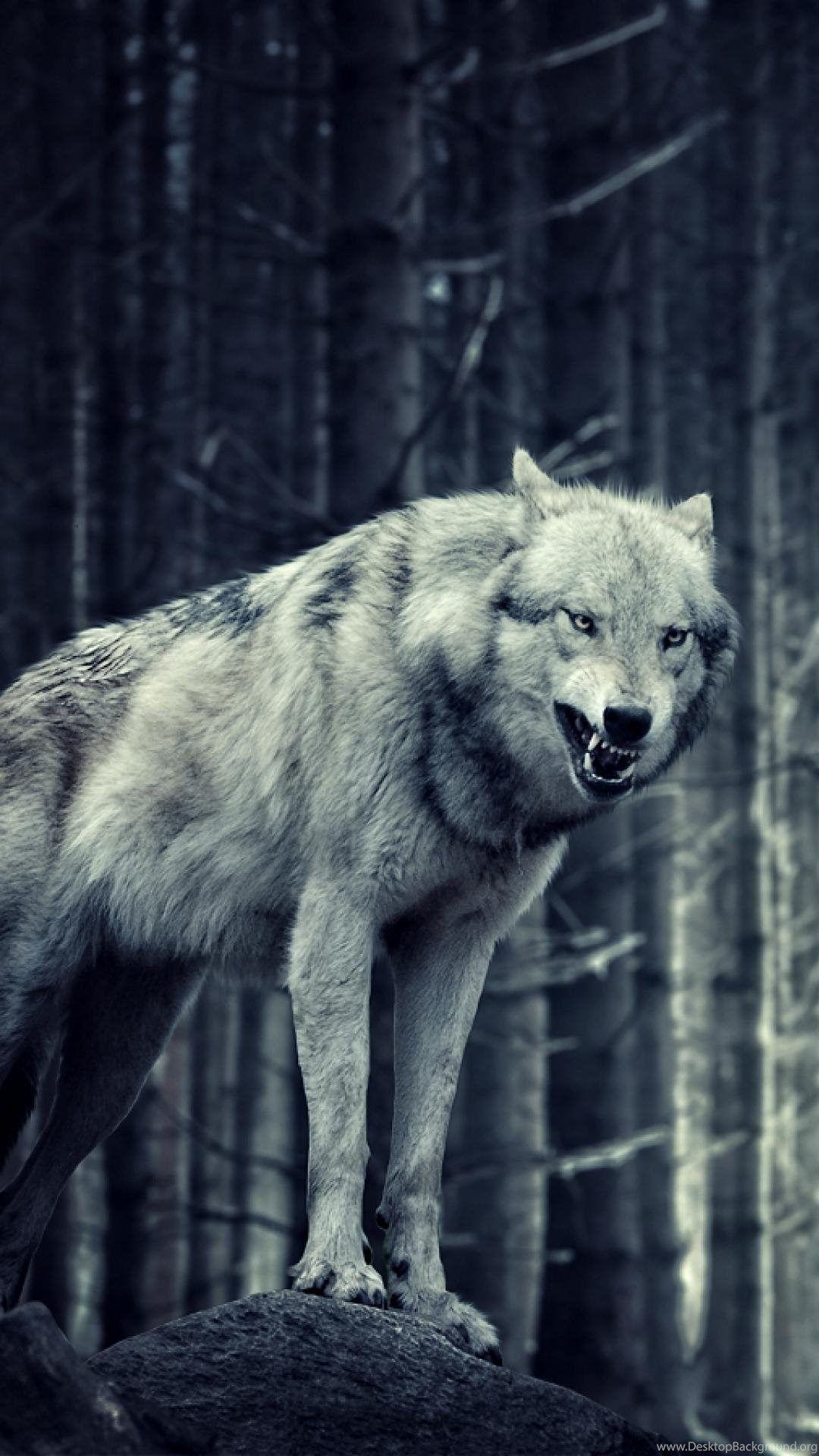 Awesome Wolf iPhone Wallpapers - Top Free Awesome Wolf iPhone