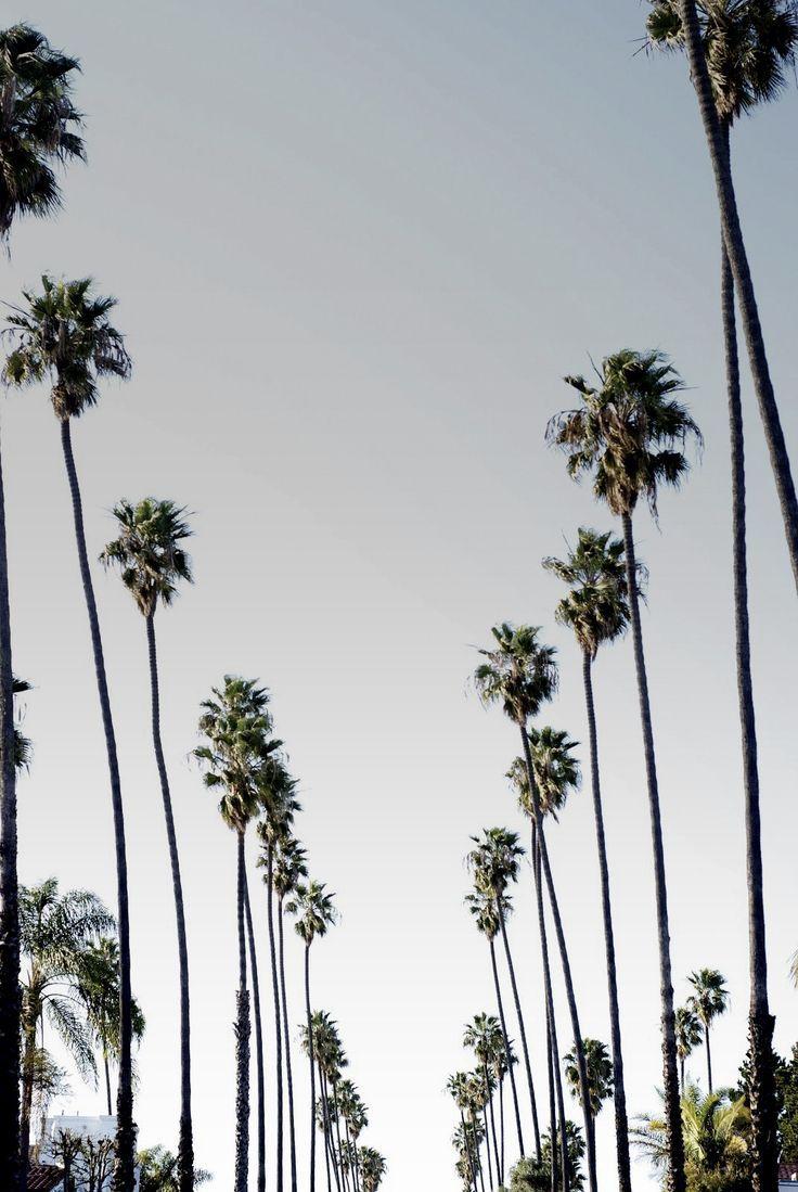 736x1099 best p a l m s & p i n e s image. Palm trees