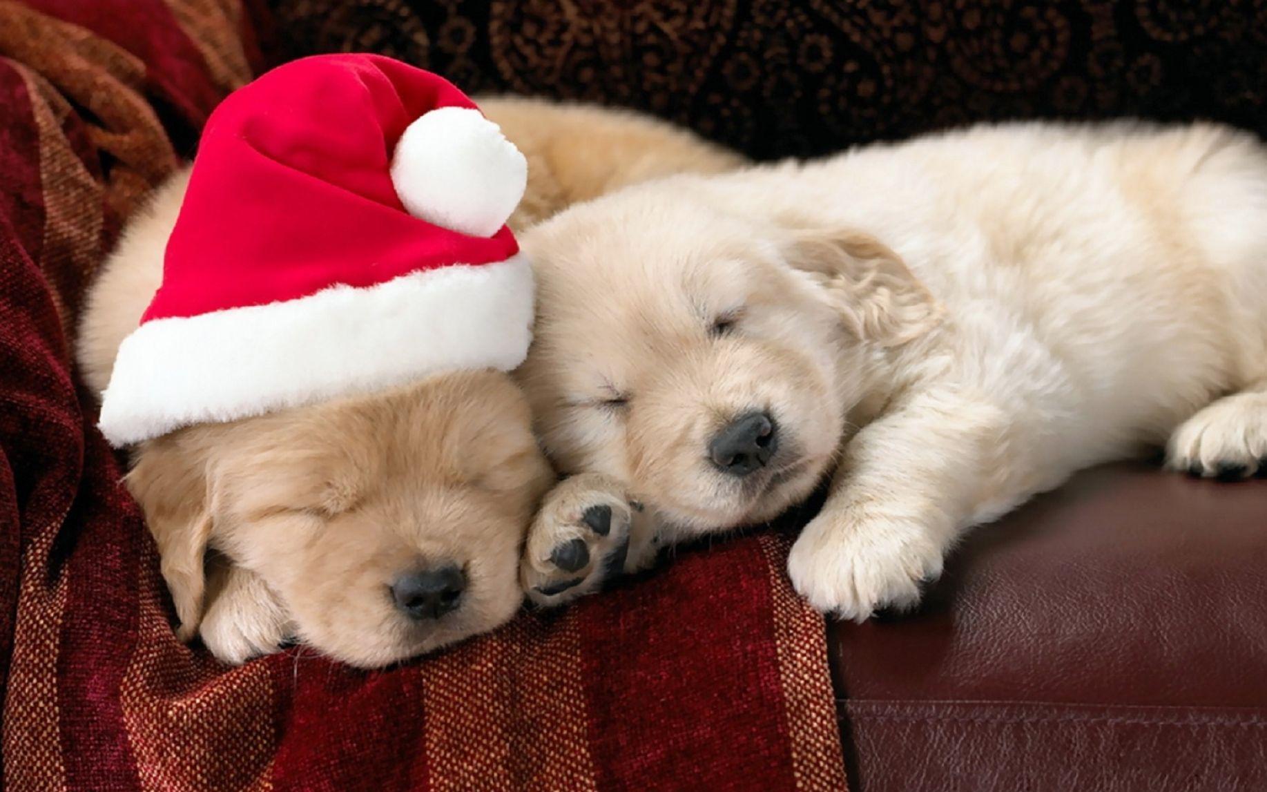 1835x1147 Oh my goodness.. Cute animals, Christmas animals, Retriever puppy
