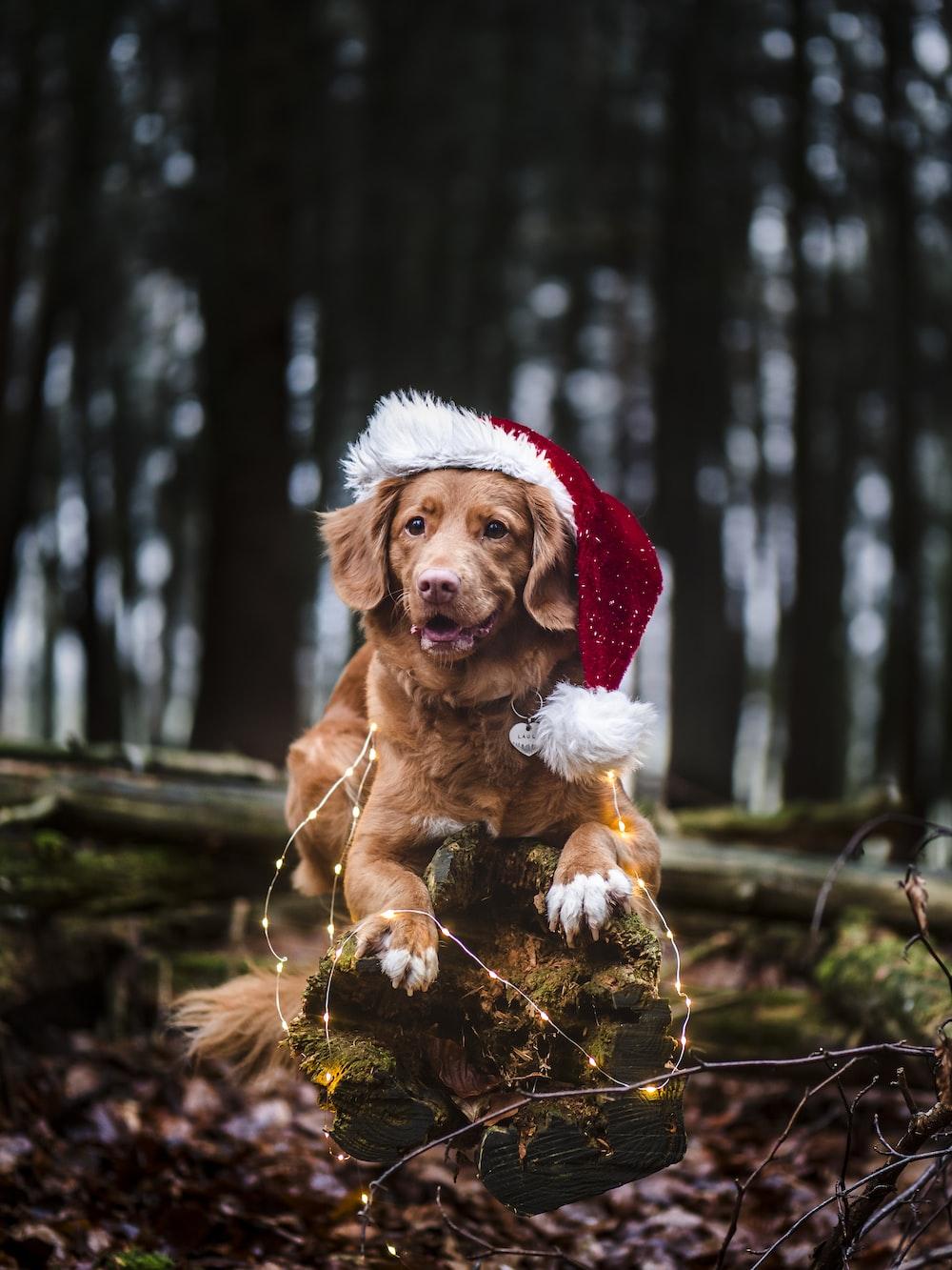 1000x1333 Christmas Dog Picture. Download Free Image