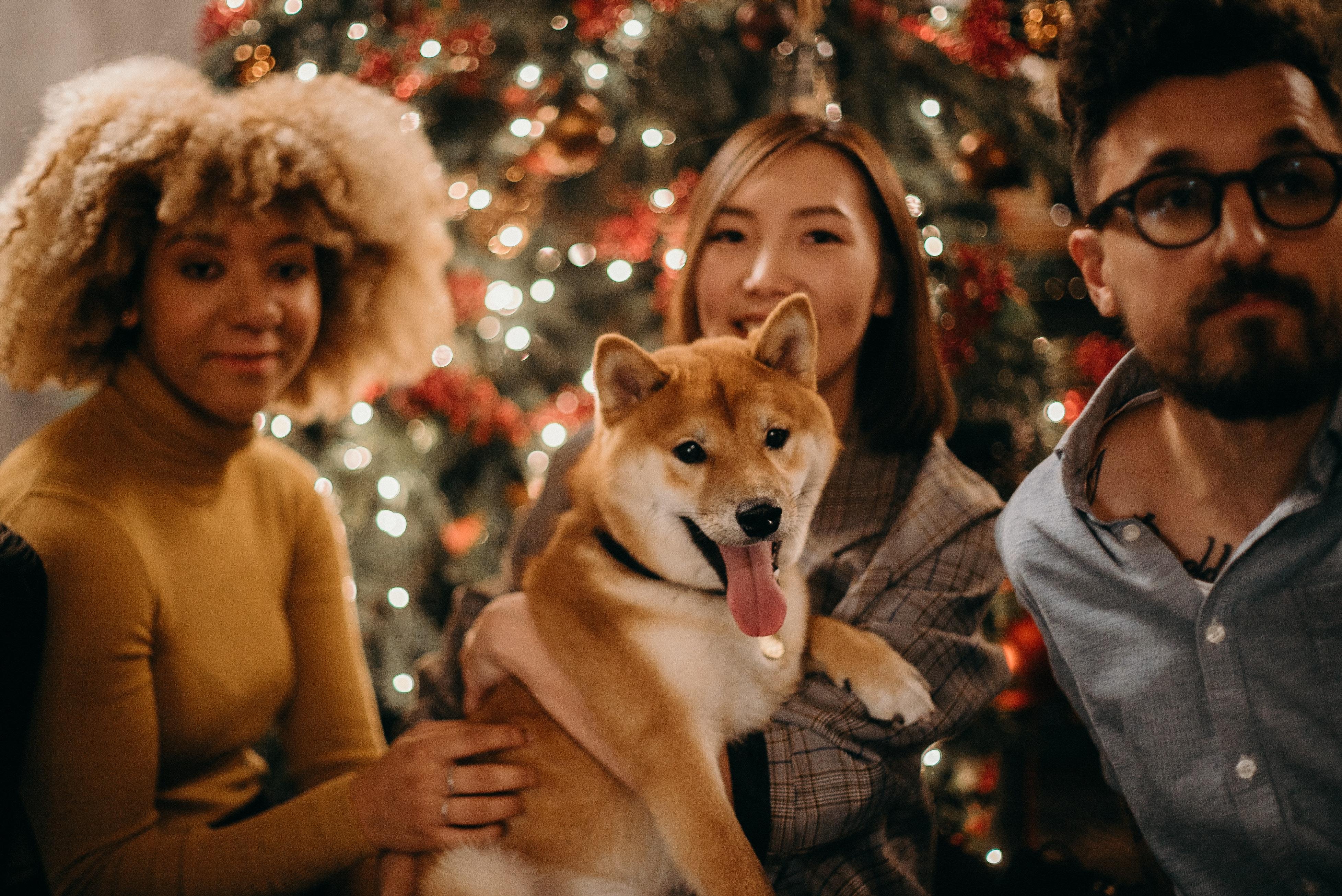 3911x2612 Christmas Dog Photo, Download Free Christmas Dog & HD Image