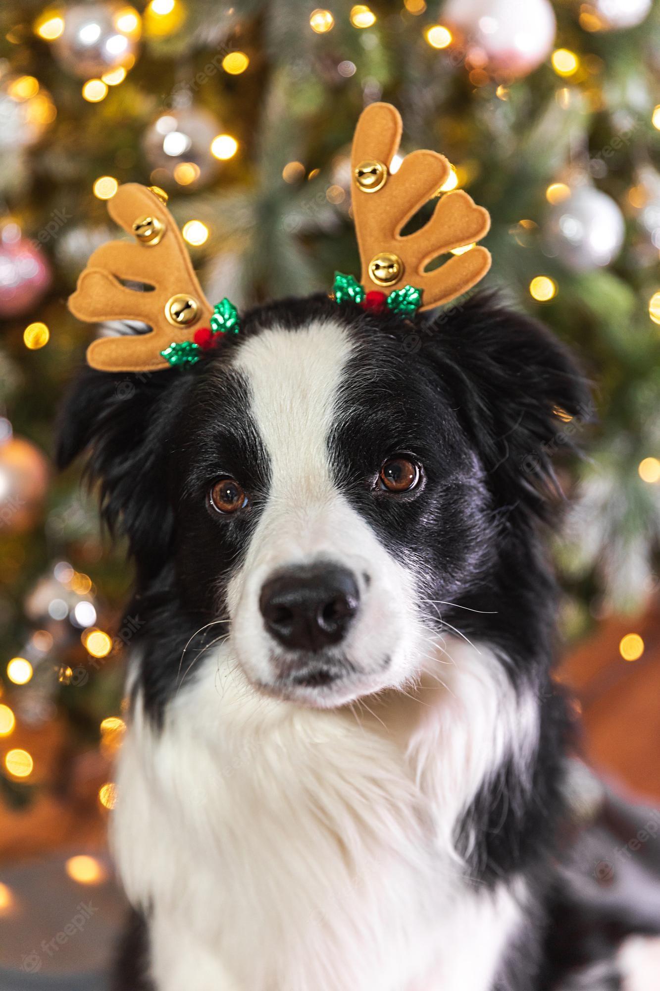 Funny Christmas Dog Wallpapers - Top Free Funny Christmas Dog ...