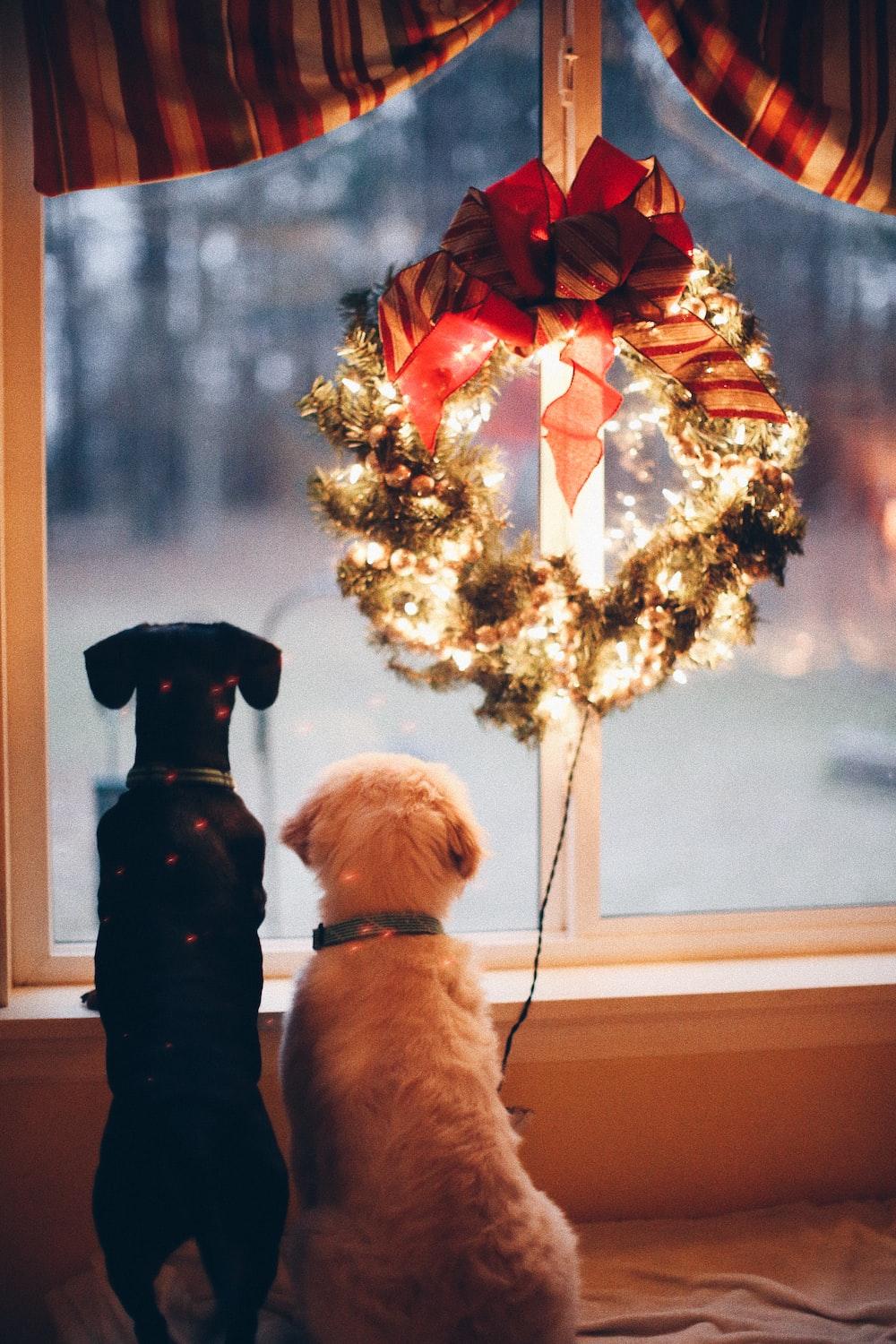 1000x1500 Christmas Dog Picture. Download Free Image