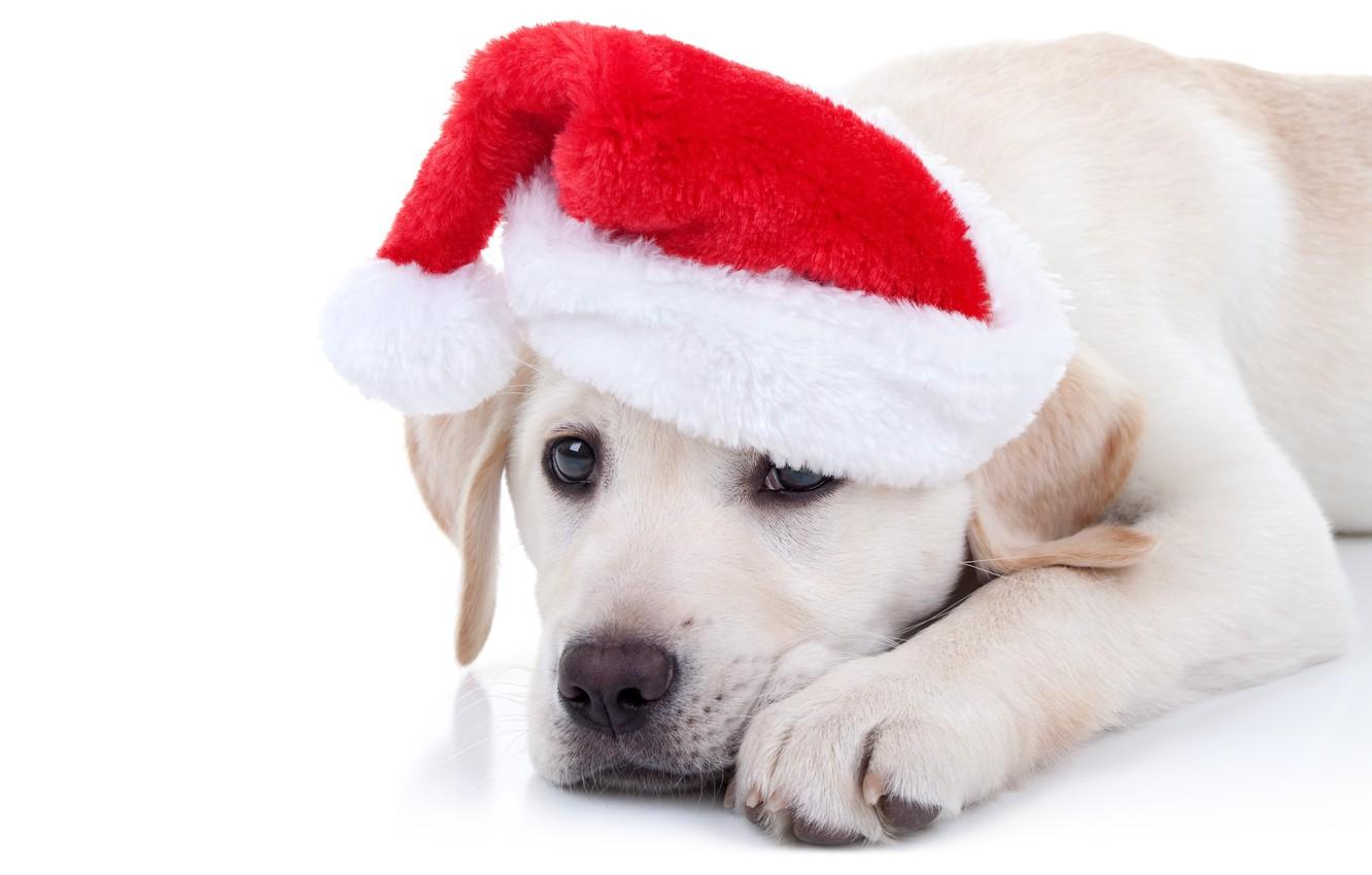 Funny Christmas Dog Wallpapers - Top Free Funny Christmas Dog ...