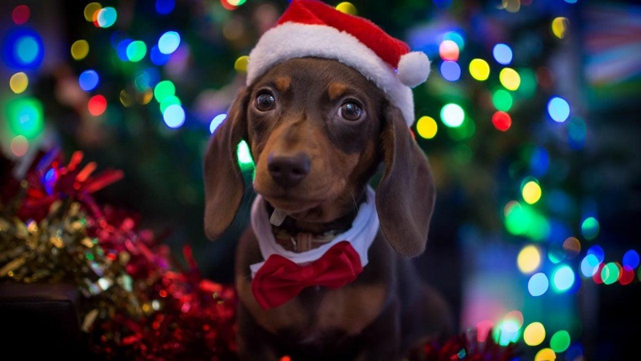 1280x720 Of The Cutest Christmas Puppies On Earth [PICTURES]