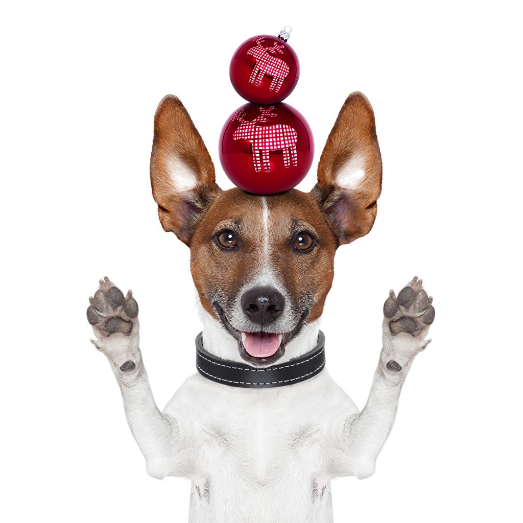 Funny Christmas Dog Wallpapers Top Free Funny Christmas Dog