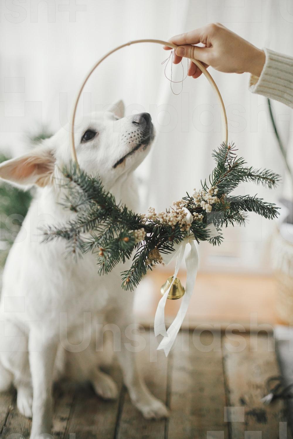 1000x1500 Christmas Dog Picture. Download Free Image