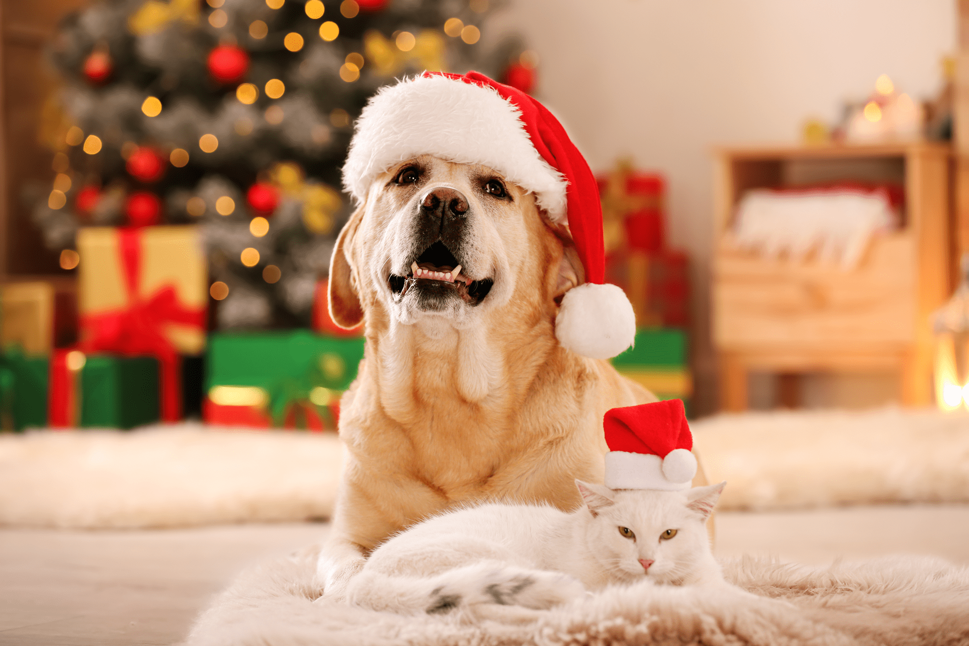 1920x1280 Holiday tips for pet owners