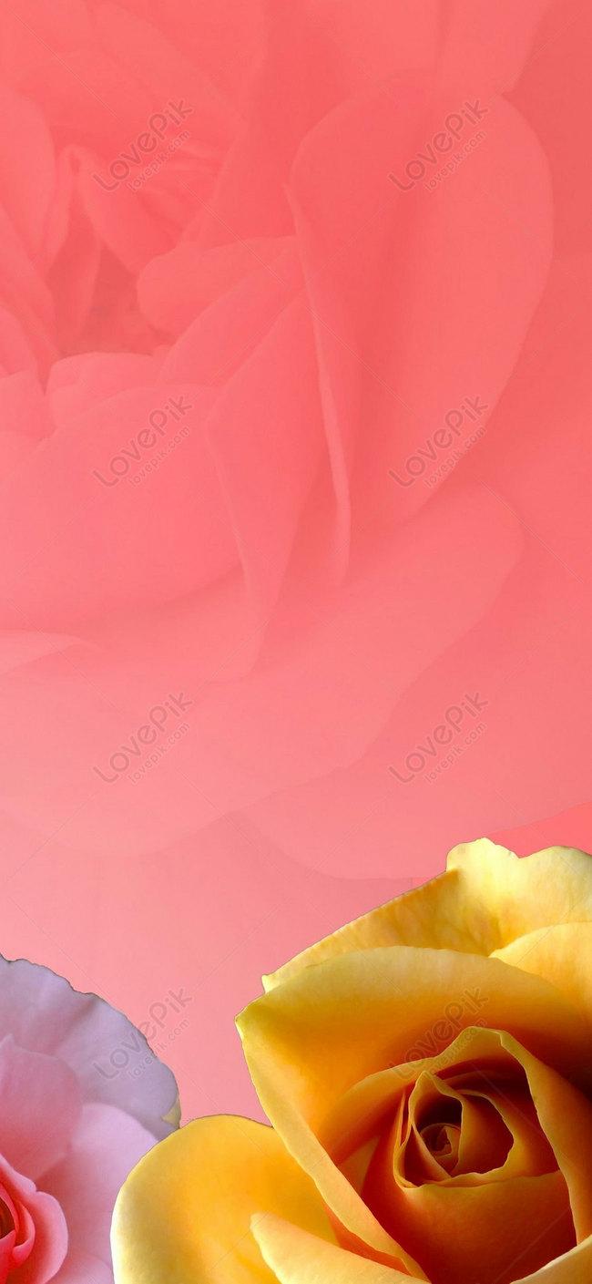 650x1409 Rose Mobile Phone Wallpaper Image Free Download