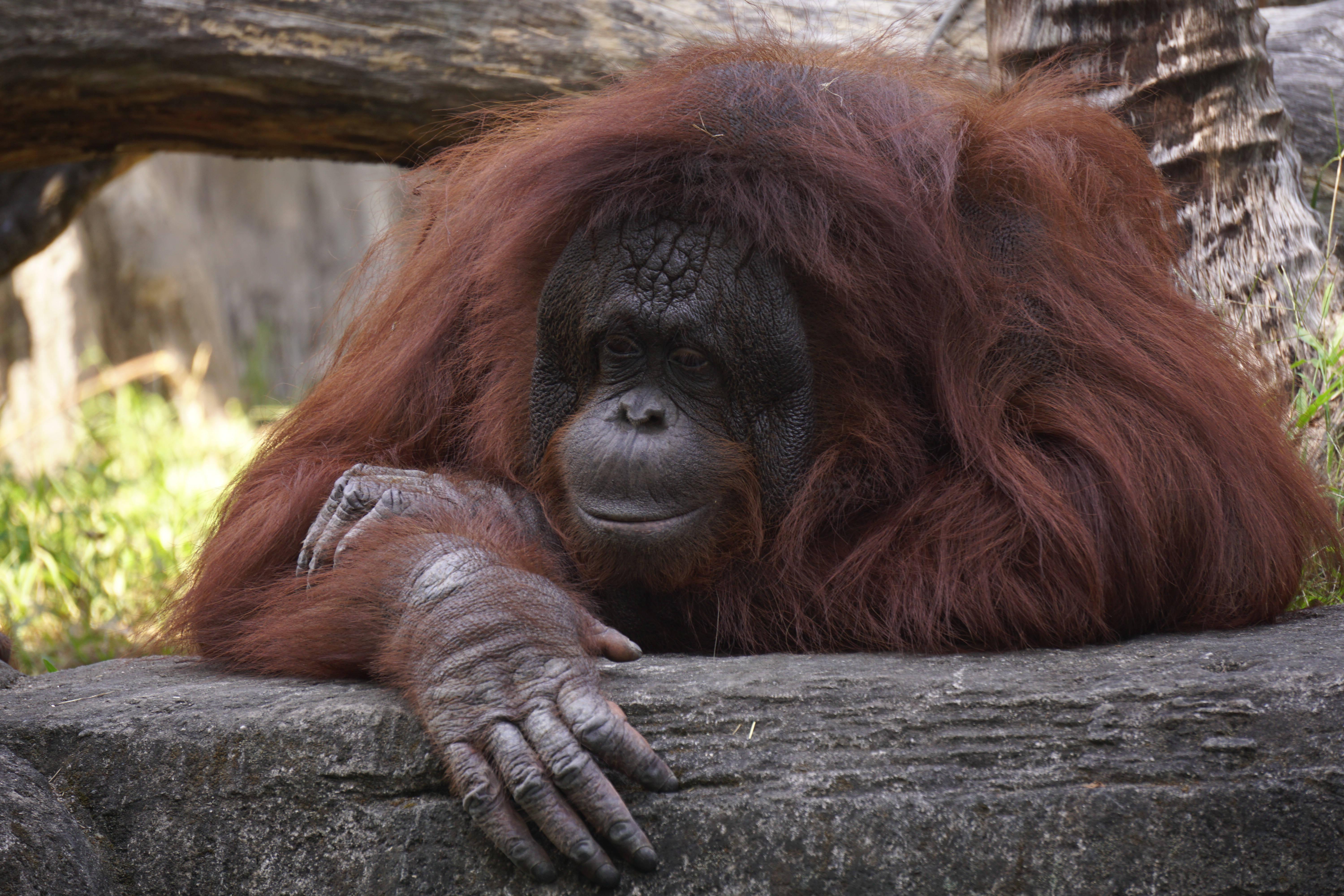 6000x4000 Download Big Funny Monkey On A Rock Wallpaper