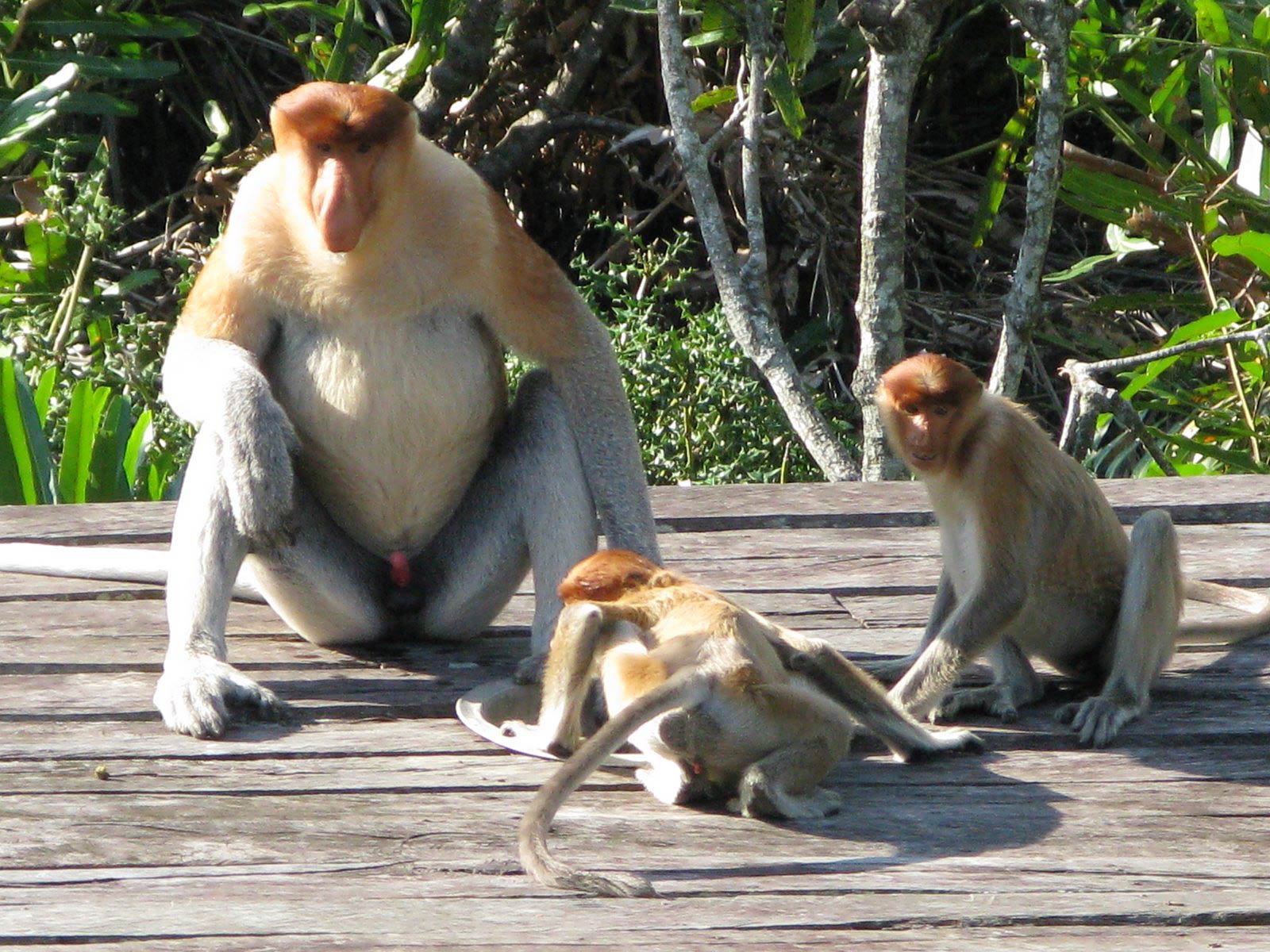 1600x1200 Proboscis Monkey Wallpaper