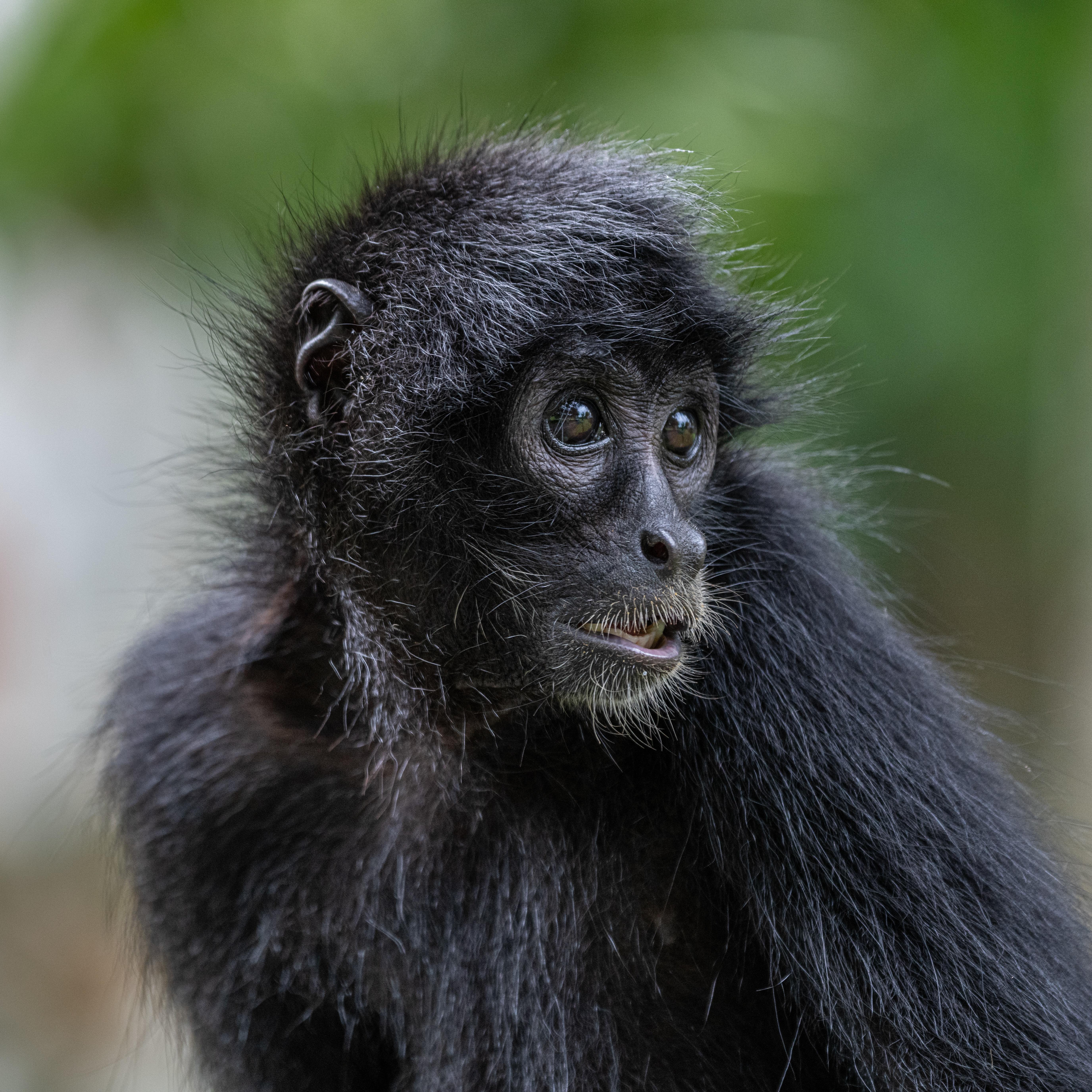 5504x5504 Spider Monkey Photo, Download Free Spider Monkey & HD Image