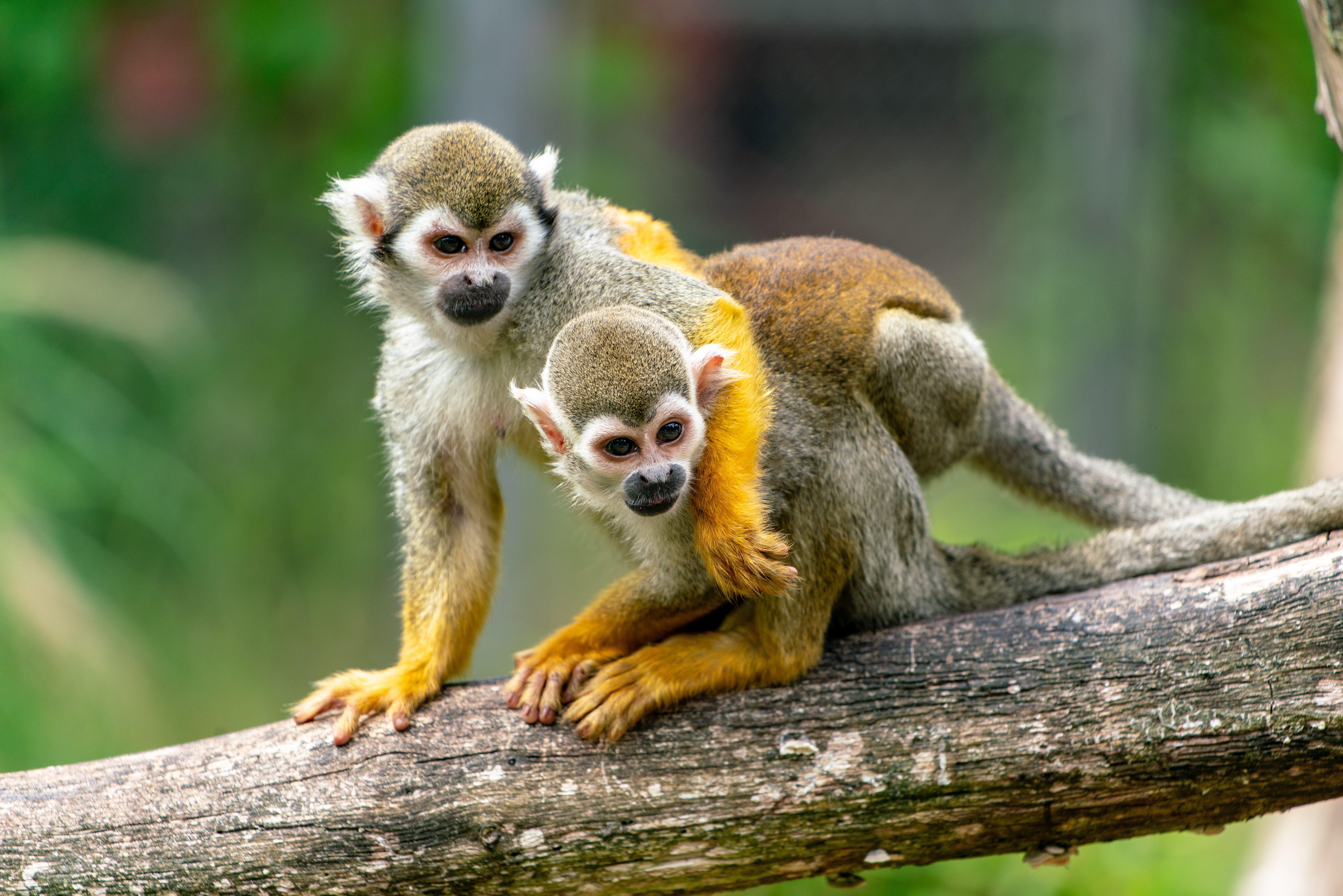7952x5304 4K, Monkeys, Cubs, Two Gallery HD Wallpaper