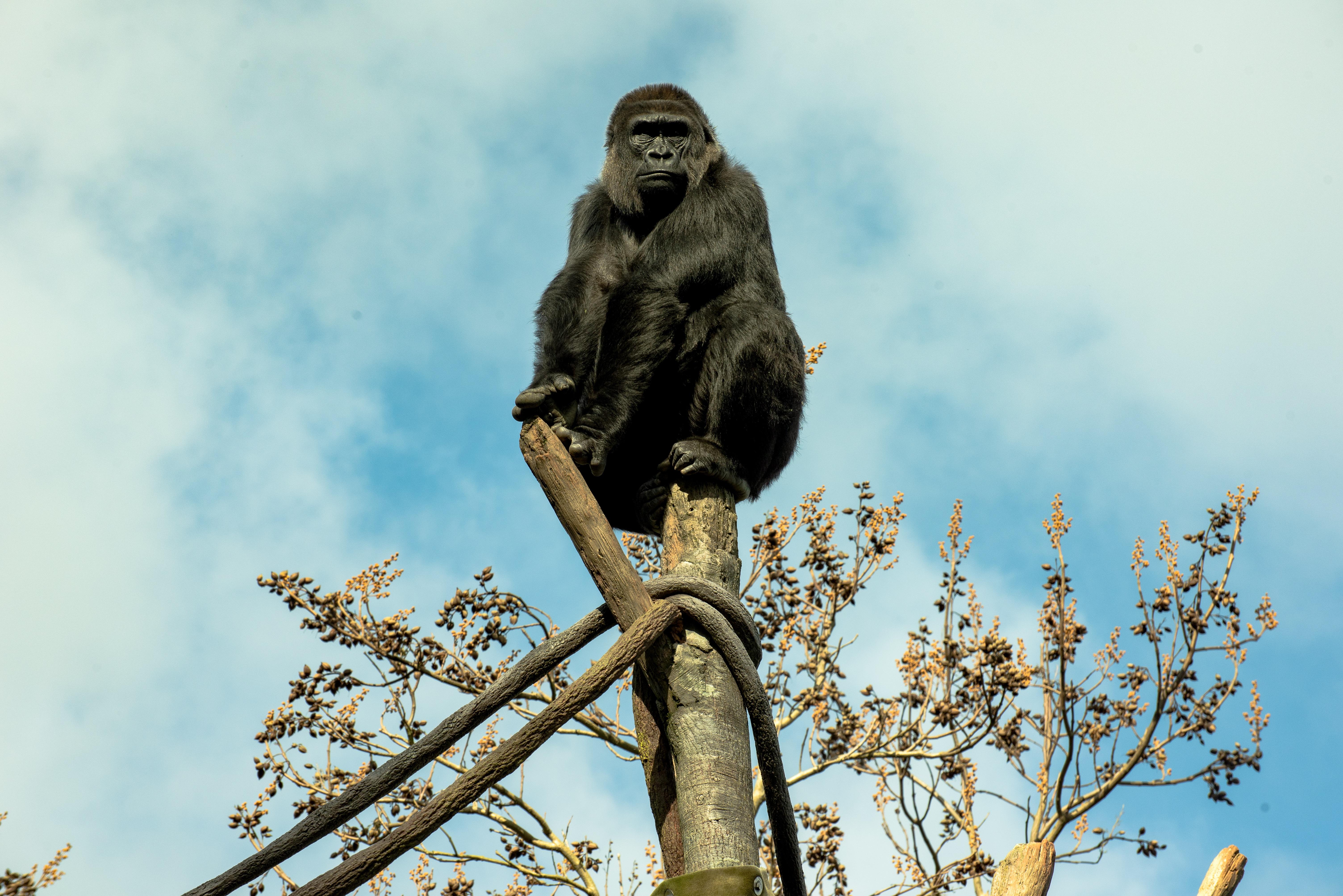 6016x4016 Big black gorilla sits on a tree trunk Desktop wallpaper 1920x1200
