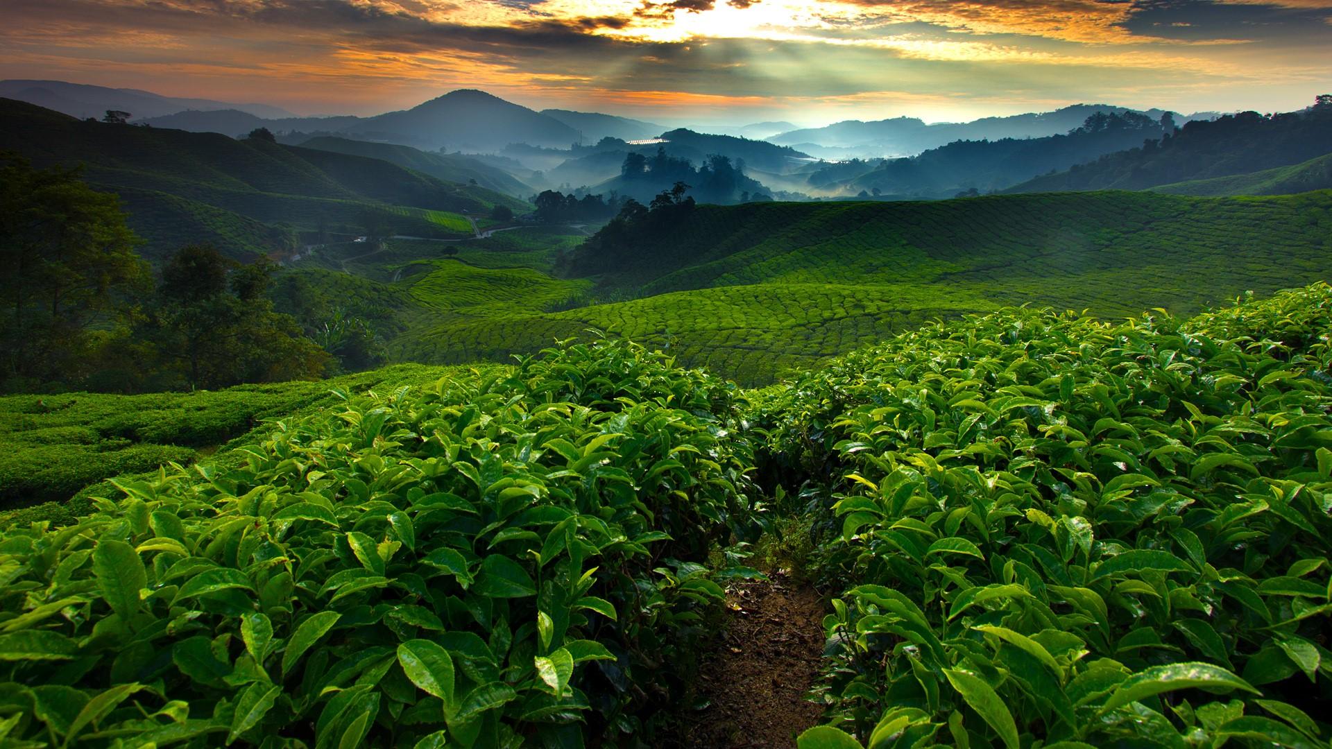 1920x1080 Tea fields plantation in the morning, Cameron Highland, Malaysia. Windows 10 Spotlight Image