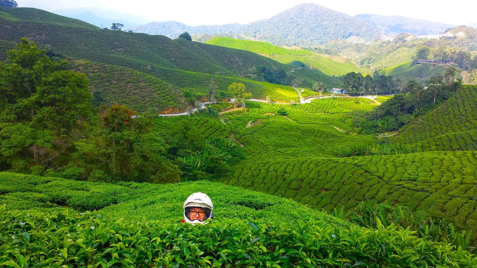 1600x900 Vaune Phan: Cameron Highlands, Malaysia, Here I Come! More than 000km over 15 hours ride