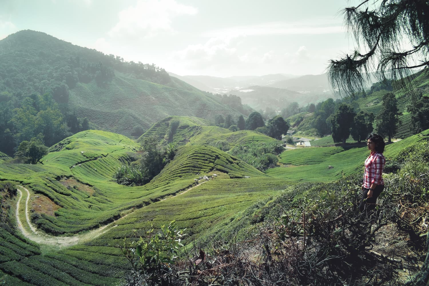 Cameron Highlands Wallpapers Top Free Cameron Highlands Backgrounds