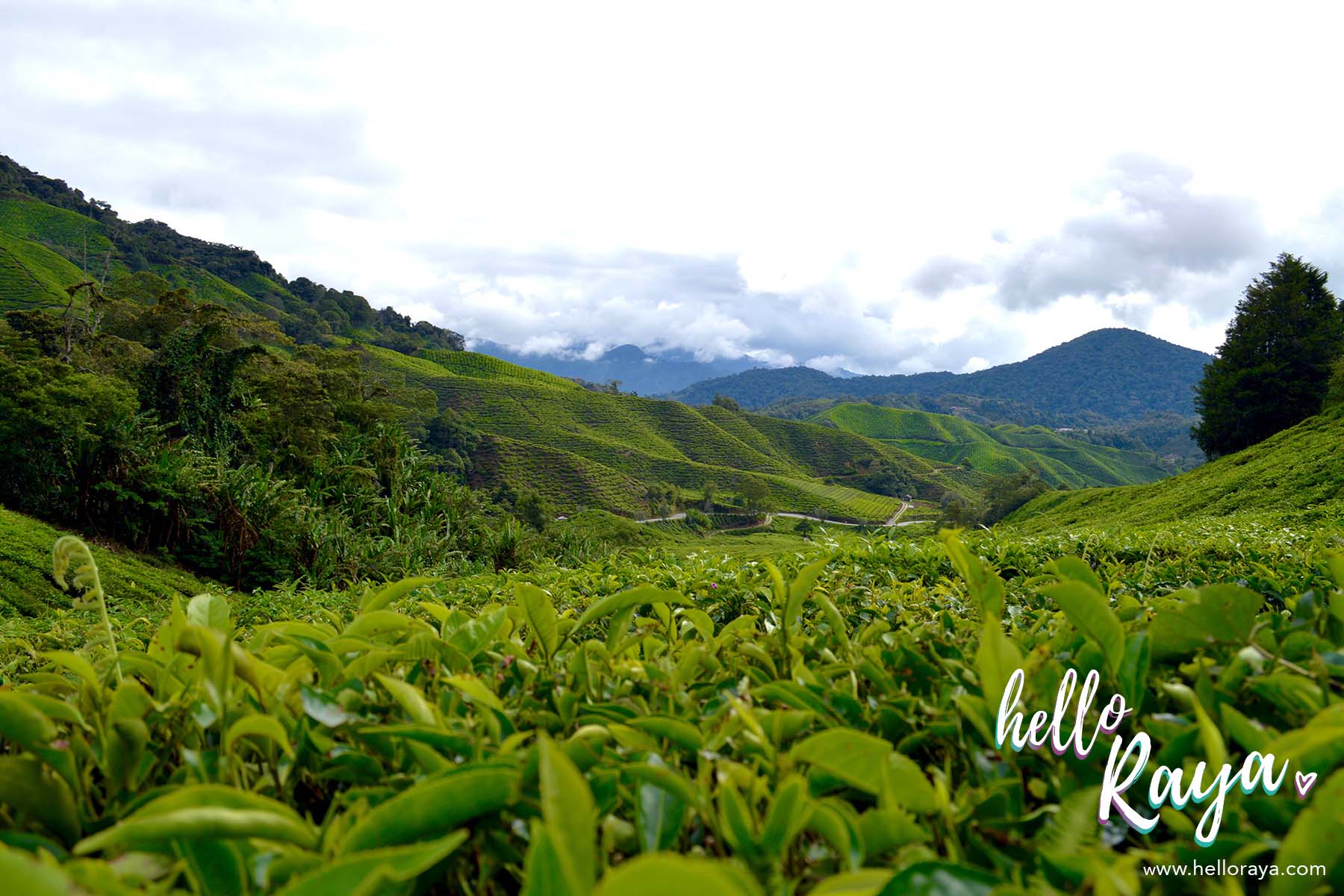 Cameron Highlands Wallpapers - Top Free Cameron Highlands Backgrounds 