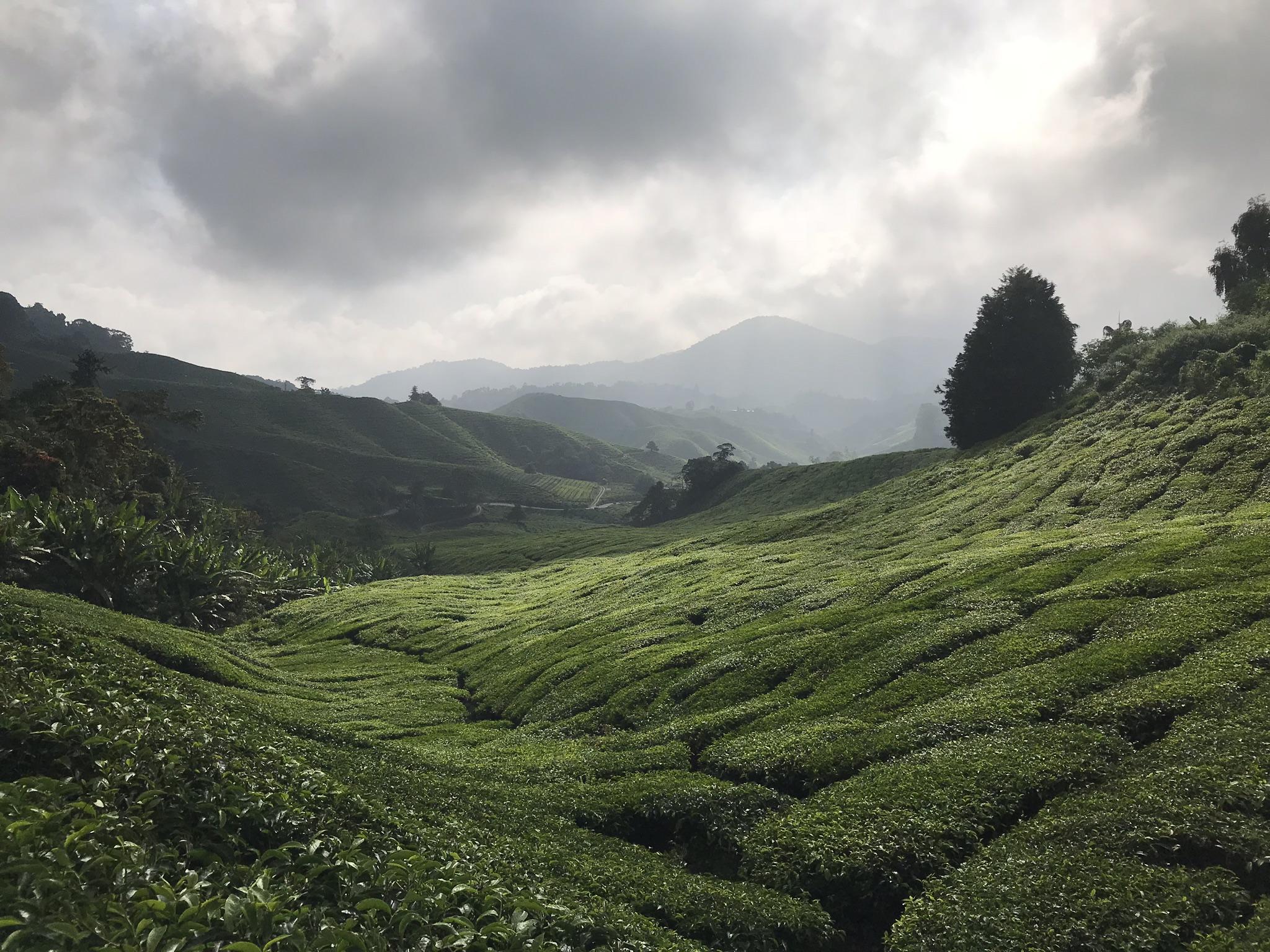 Cameron Highlands Wallpapers - Top Free Cameron Highlands Backgrounds ...