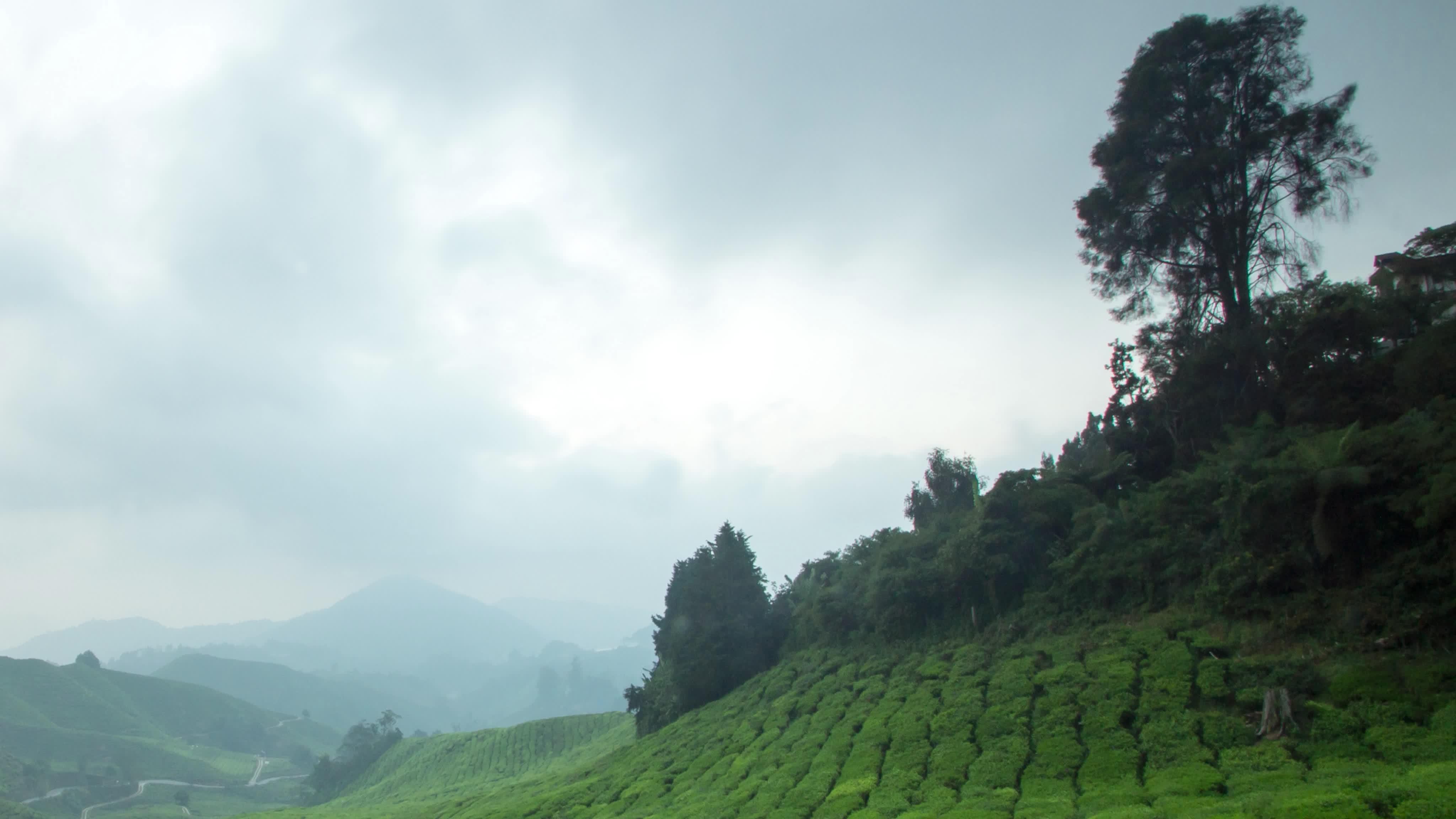 4096x2304 Timelapse sunrise over Tea Farm Cameron Highlands