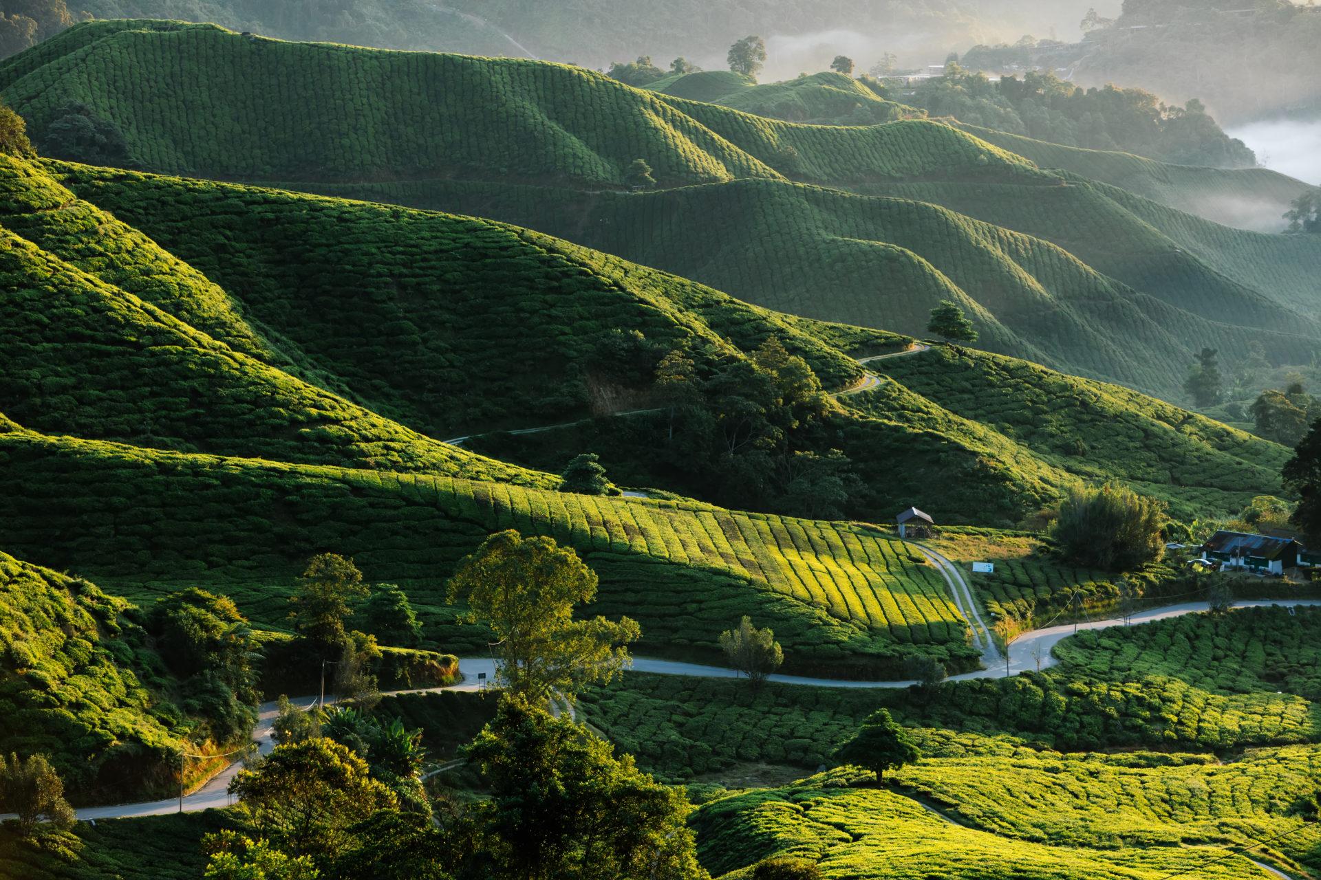 1920x1280 A vacation through Cameron Highlands' most scenic spots Places