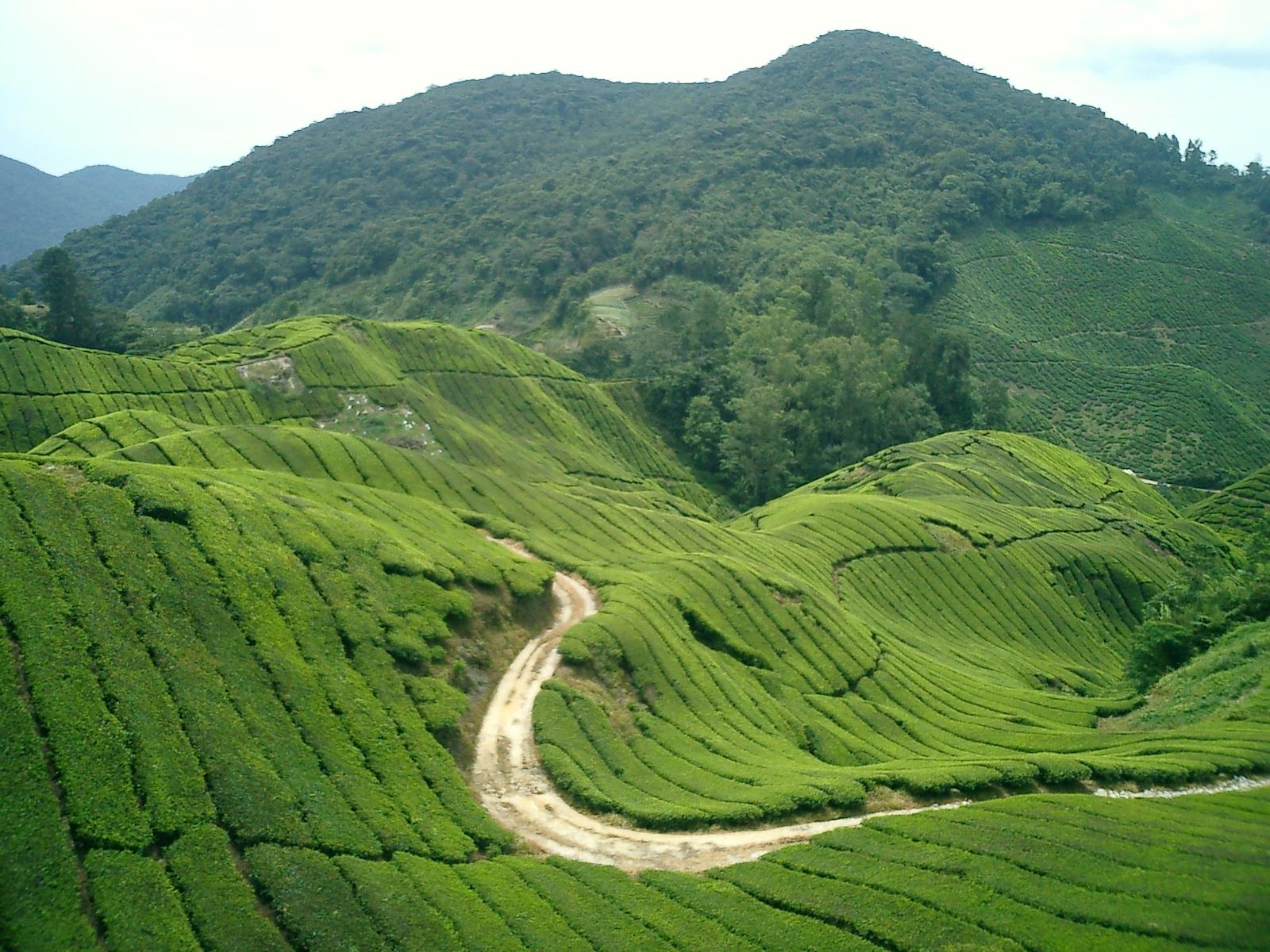 1600x1200 cameron highlands