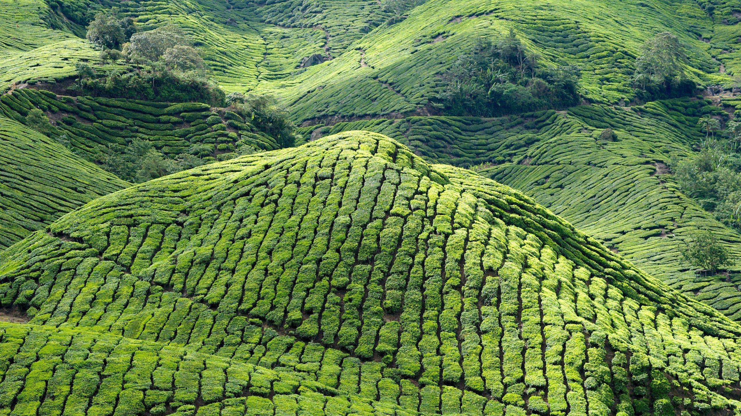 2560x1440 Fun Things to Do in Cameron Highlands January 2023