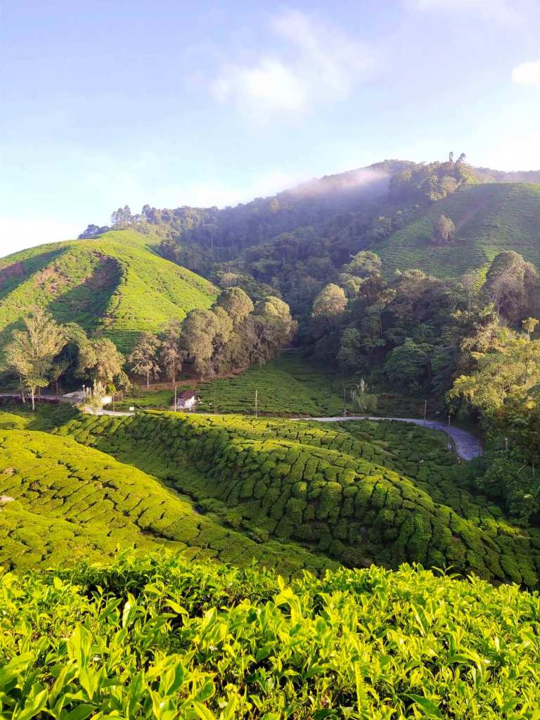 768x1024 What to see and do in the Cameron Highlands