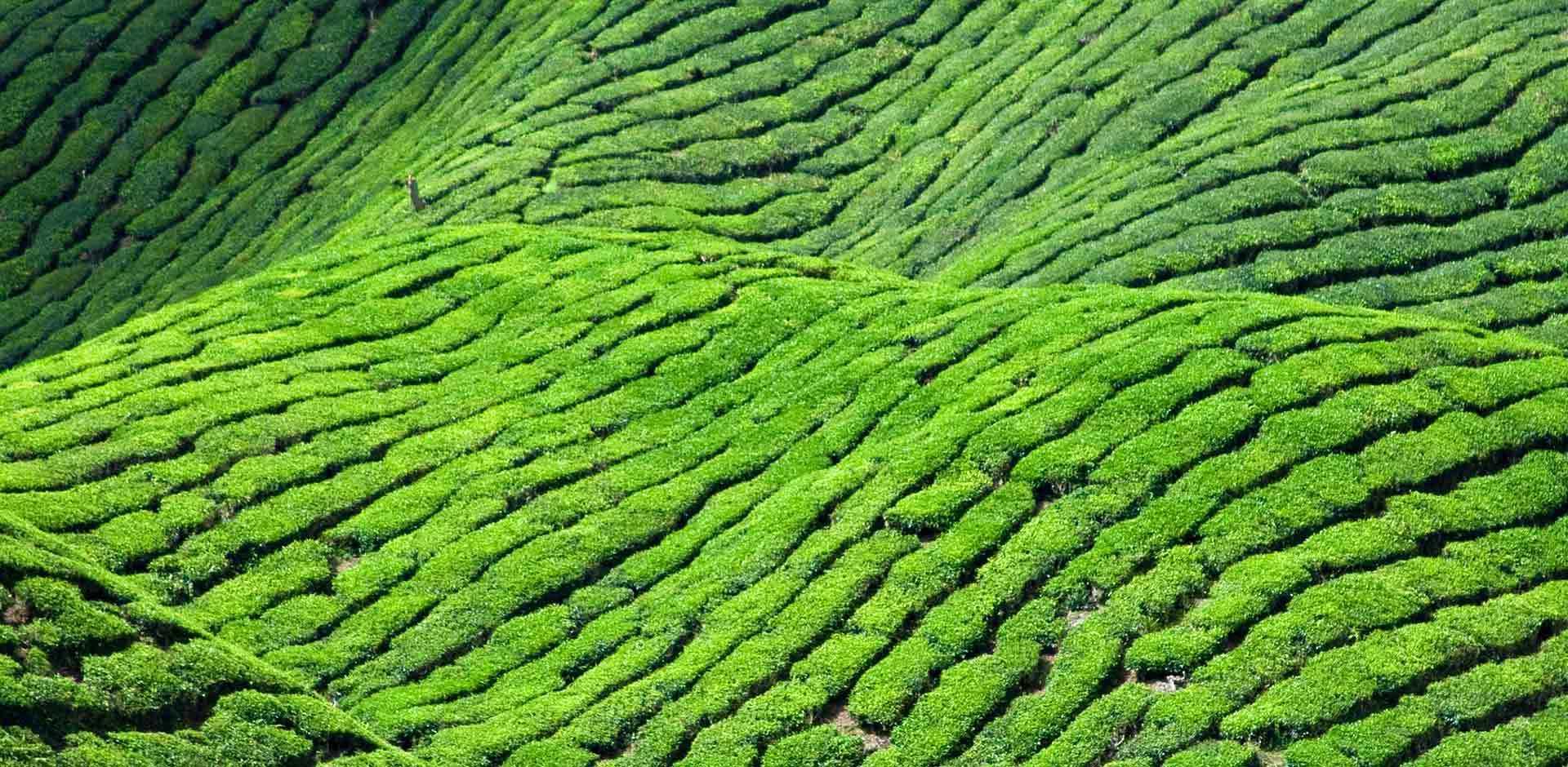 1920x940 Cameron Highlands. Malaysia. Luxe and Intrepid Asia