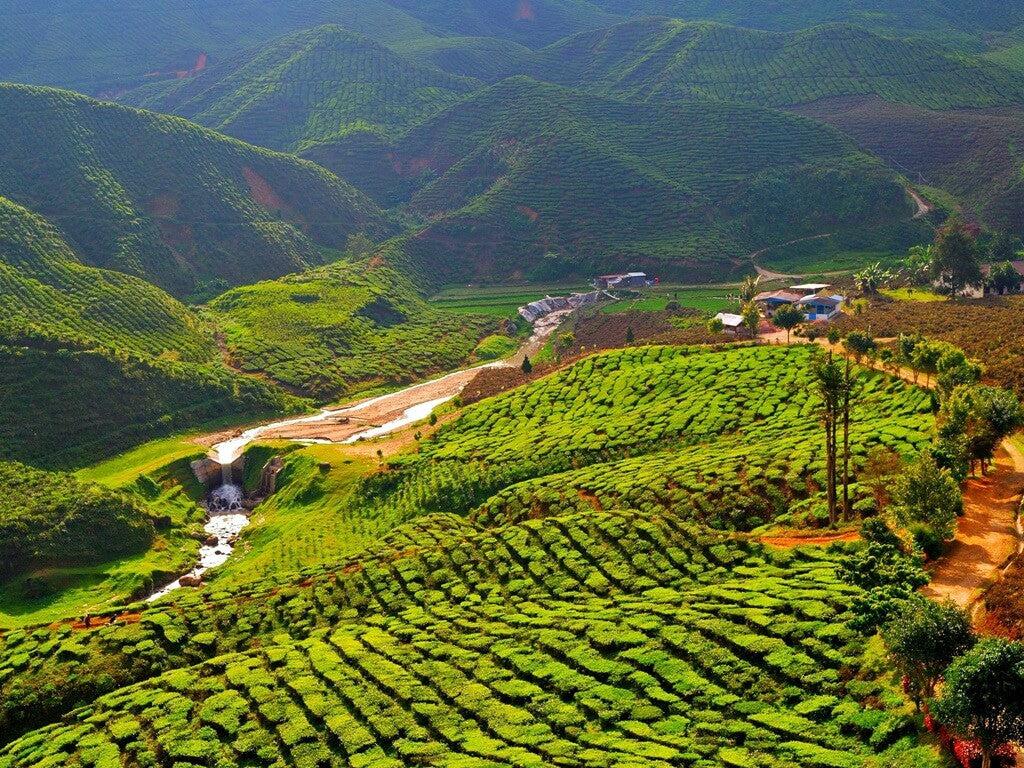 1024x768 The Misty Mountains of Cameron Highlands