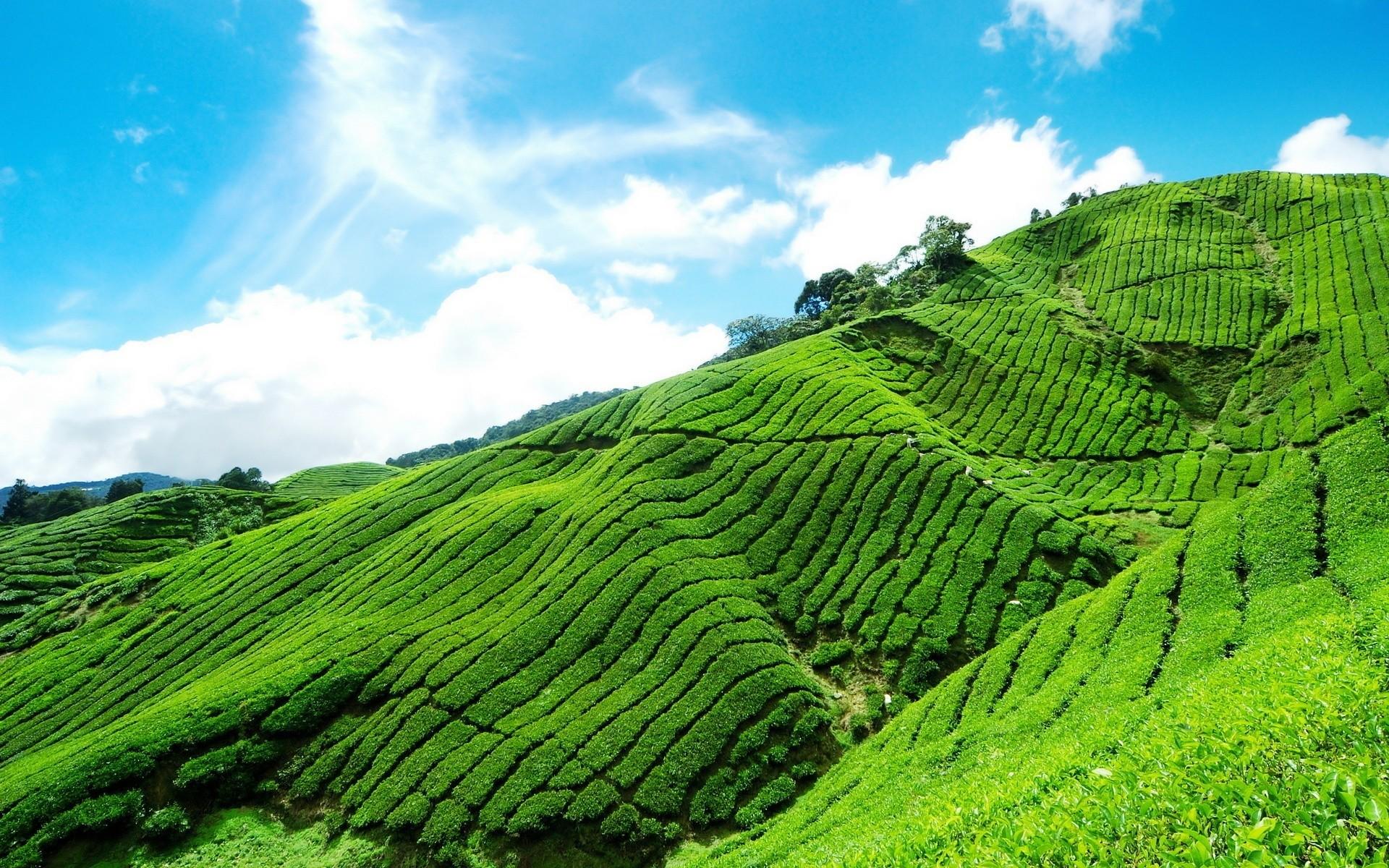 1920x1200 Green Tea Valley HD Desktop Wallpaper HD Desktop Wallpaper Highlands From Kuala Lumpur