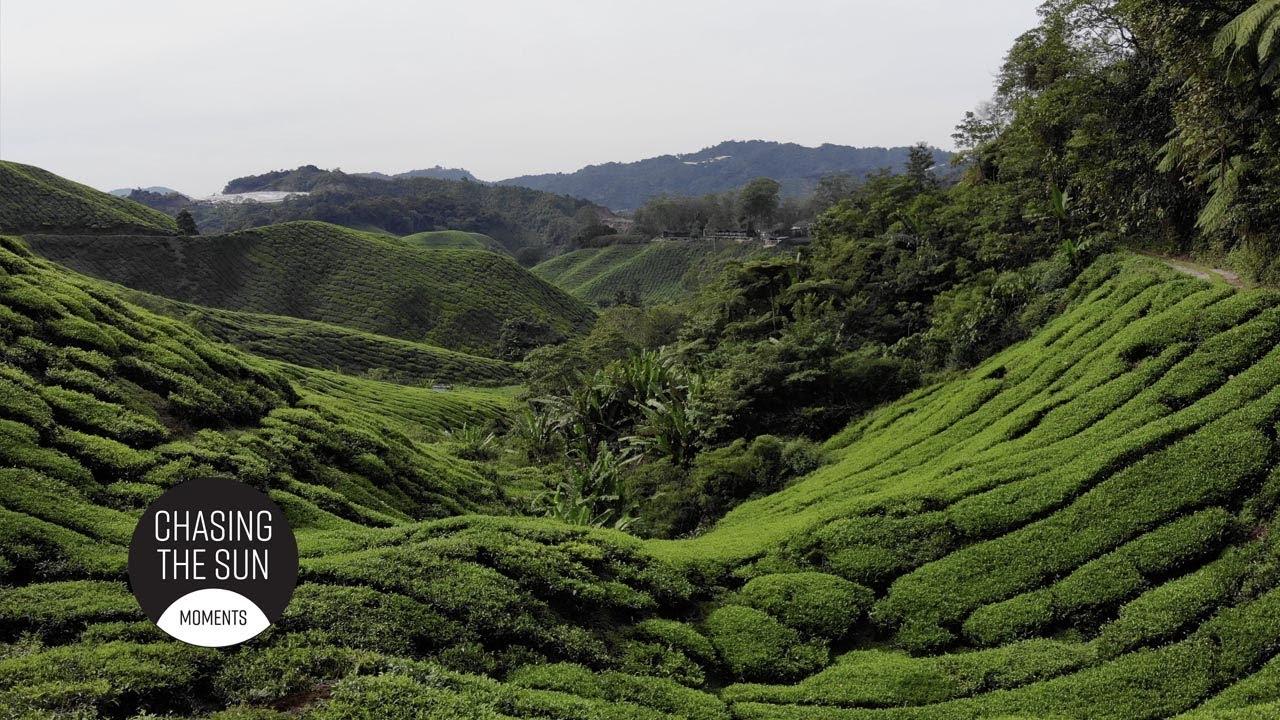 1280x720 Boh Tea, the biggest tea plantation in Malaysia