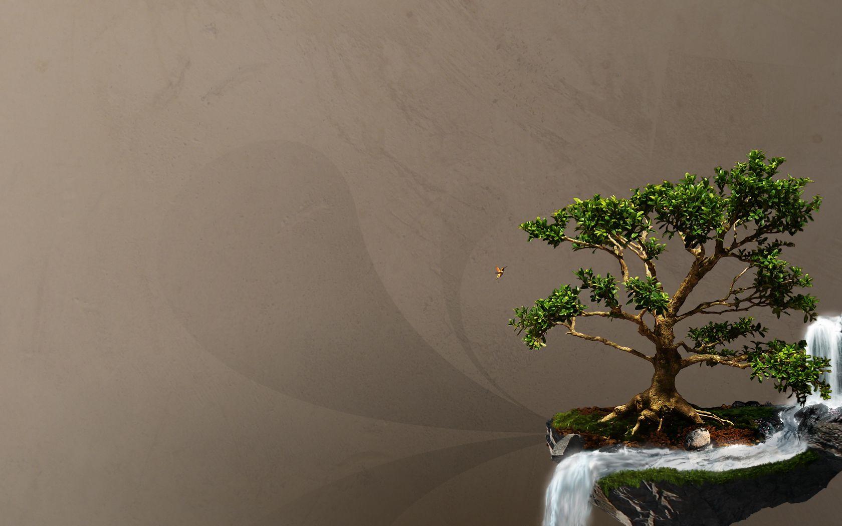Zen Bonsai Wallpapers Top Free Zen Bonsai Backgrounds Wallpaperaccess