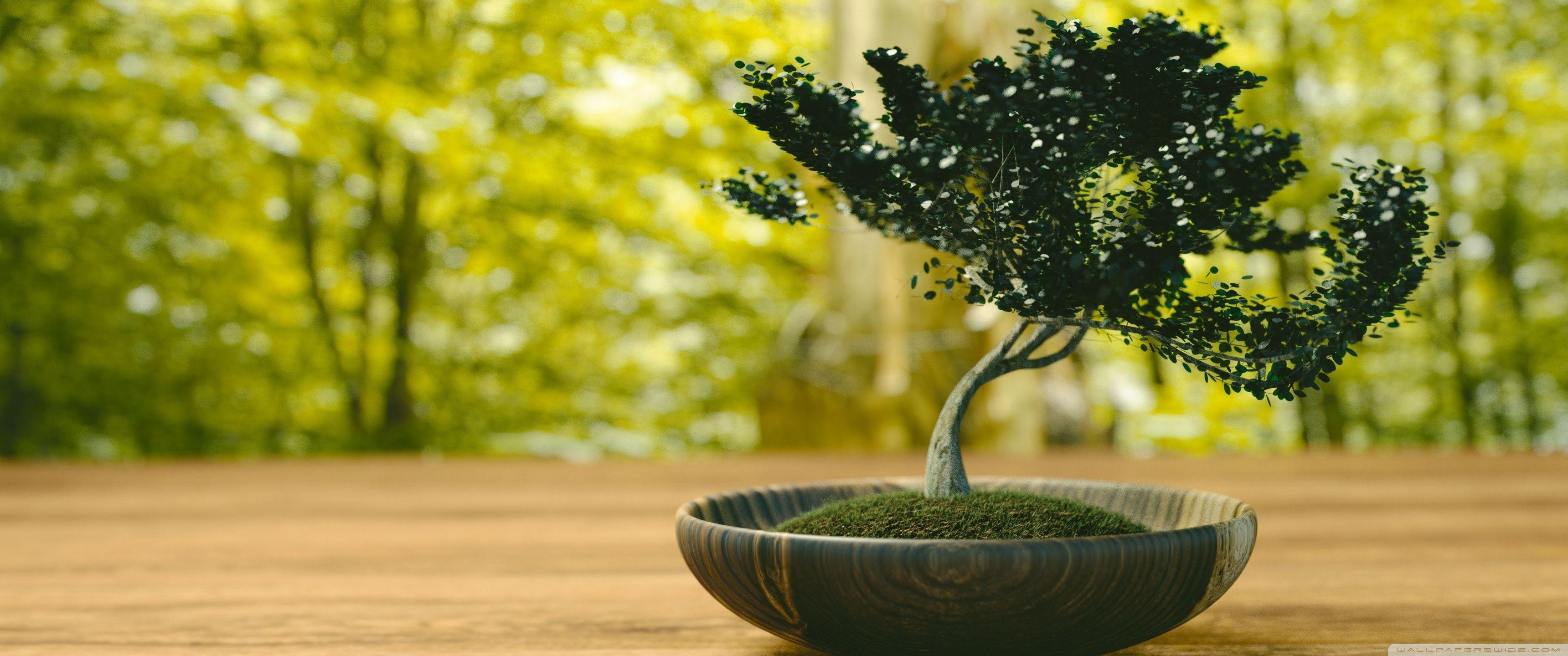 zen wallpaper bonsai
