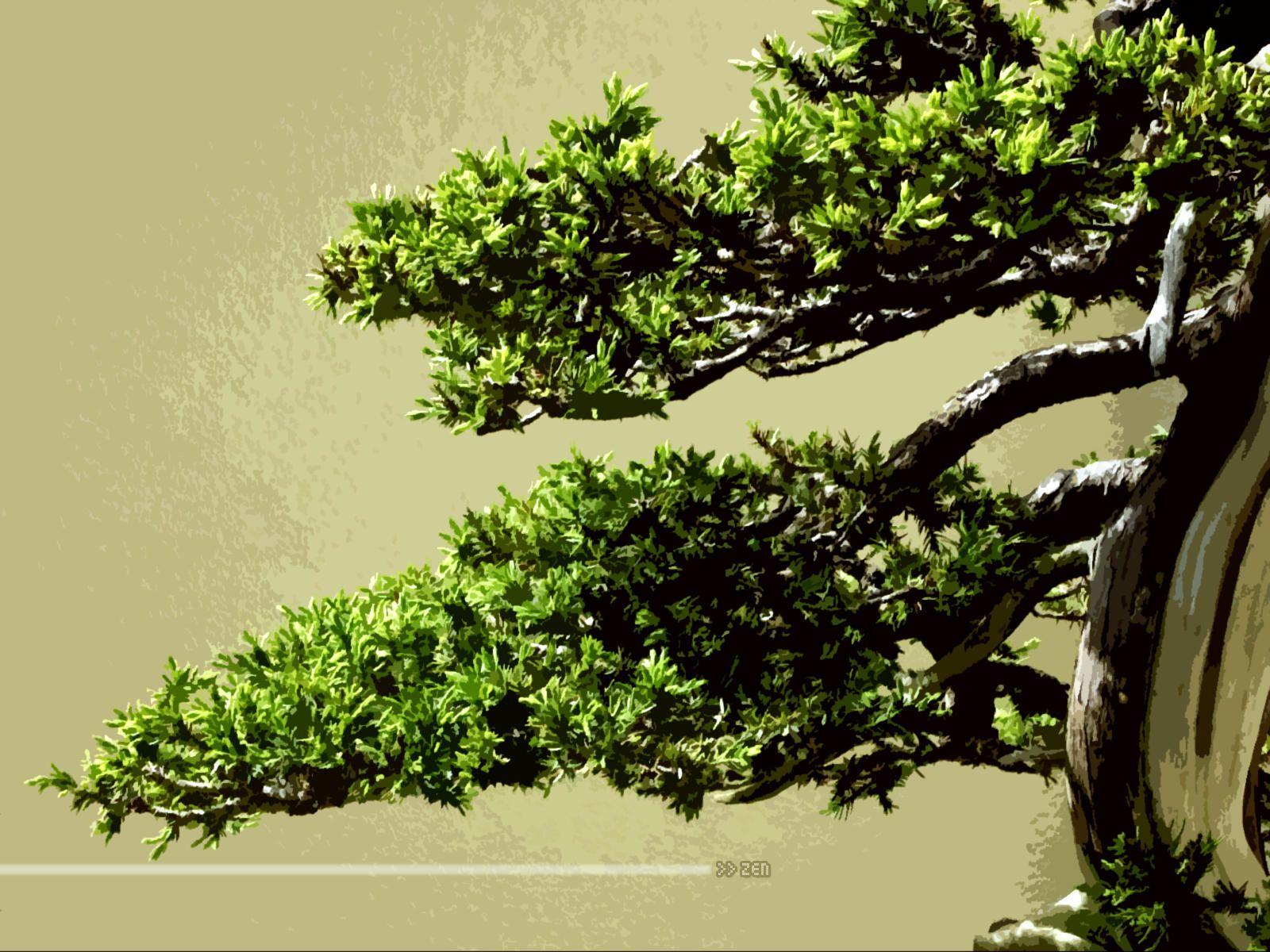 zen wallpaper bonsai