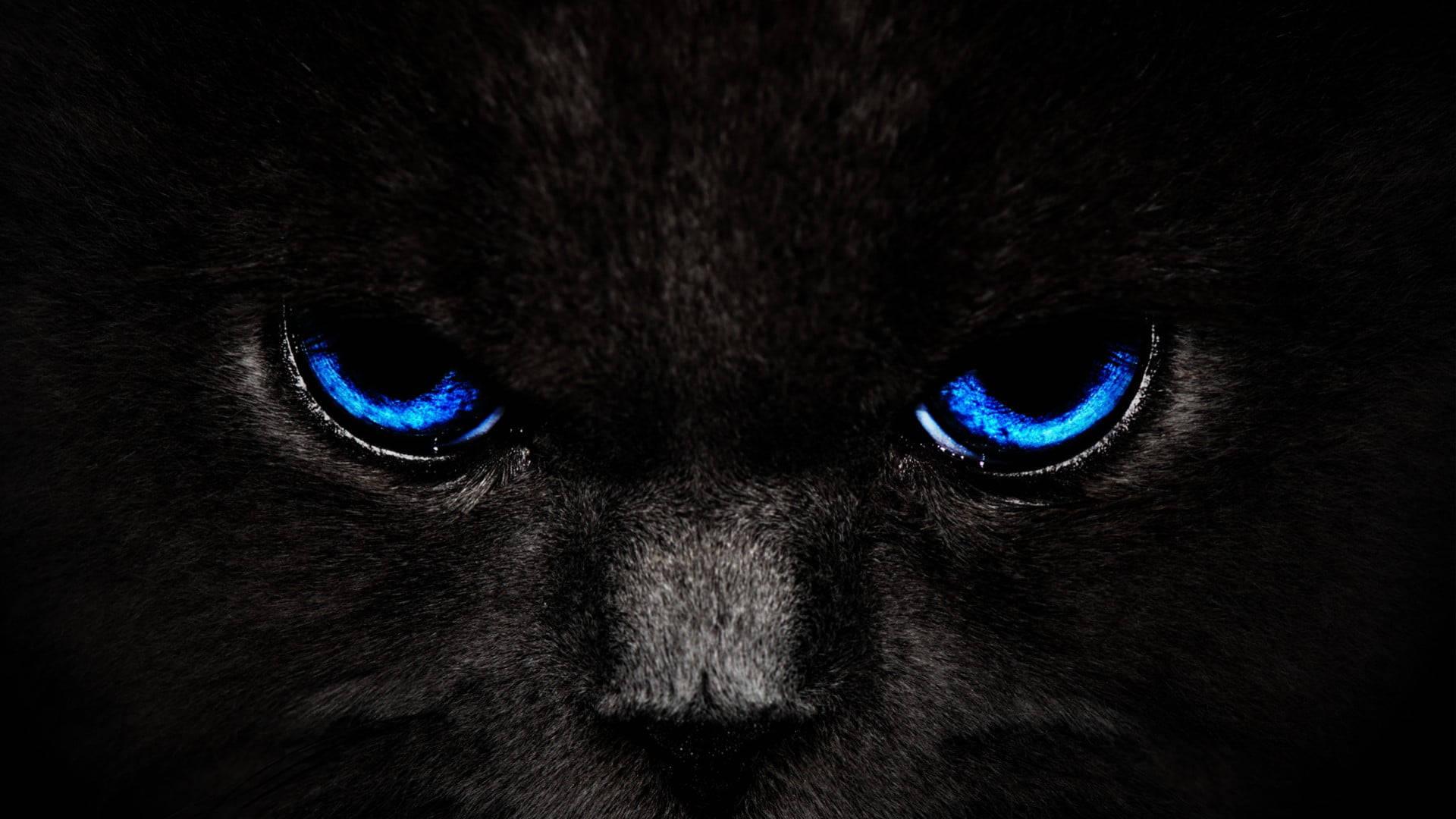 1920x1080 Free Black And Blue Wallpaper Downloads, Black And Blue Wallpaper for FREE