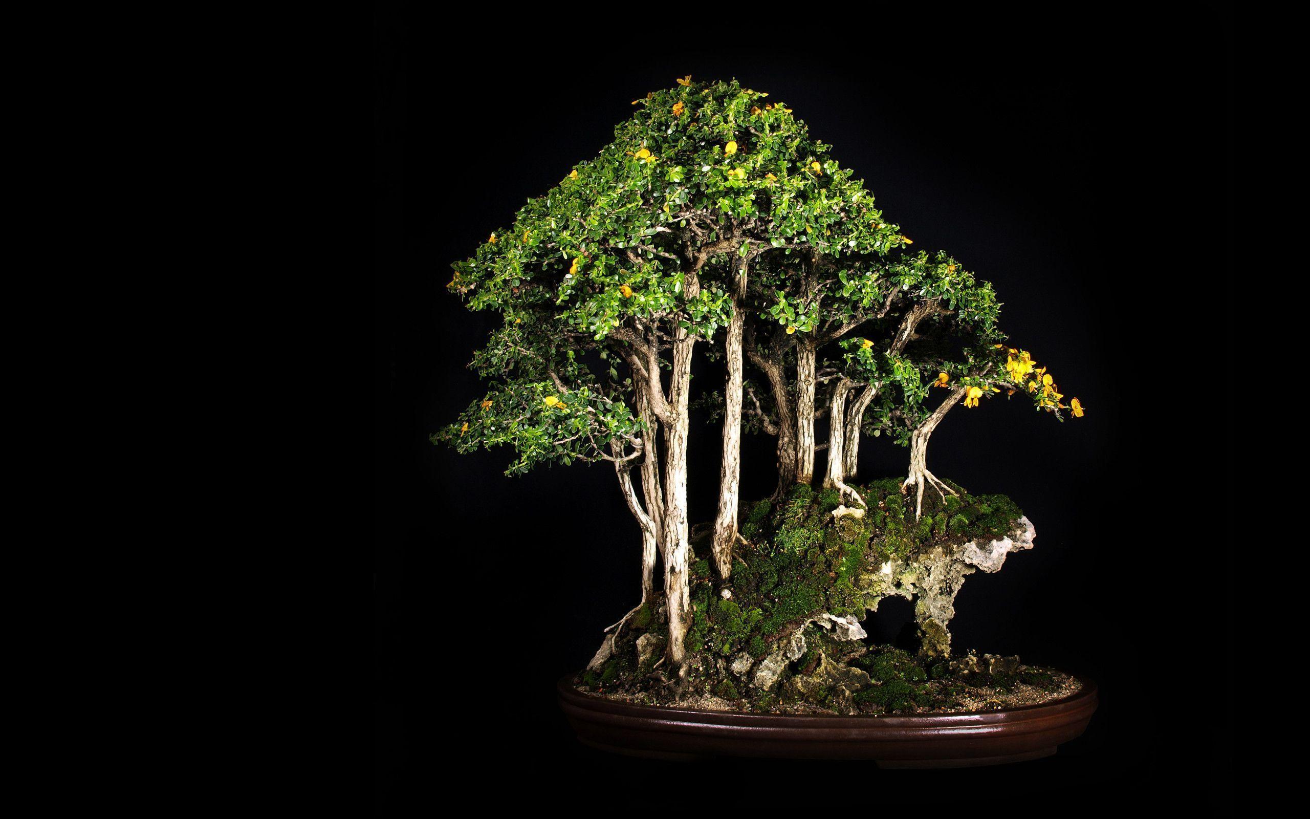 2560x1600 Bonsai Background. Wisteria Bonsai Desktop