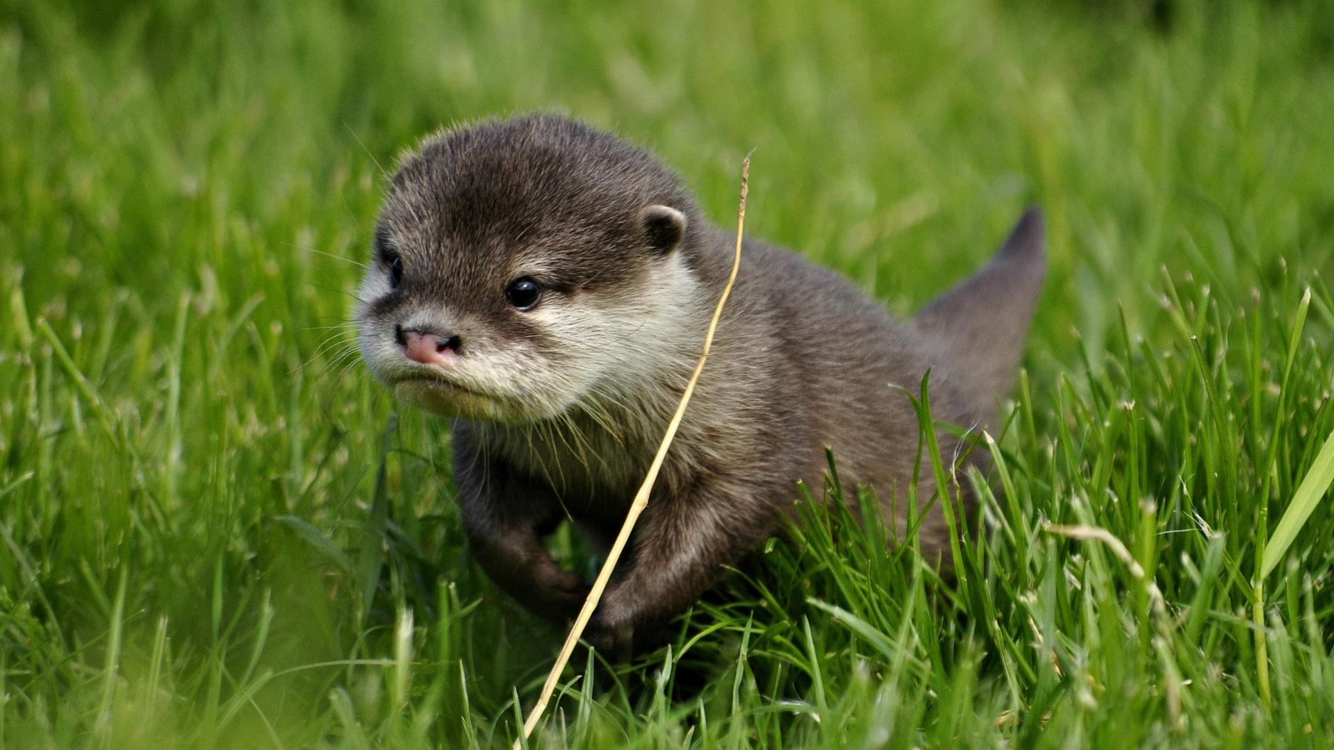 1920x1080 Otter HD Wallpaper and Background