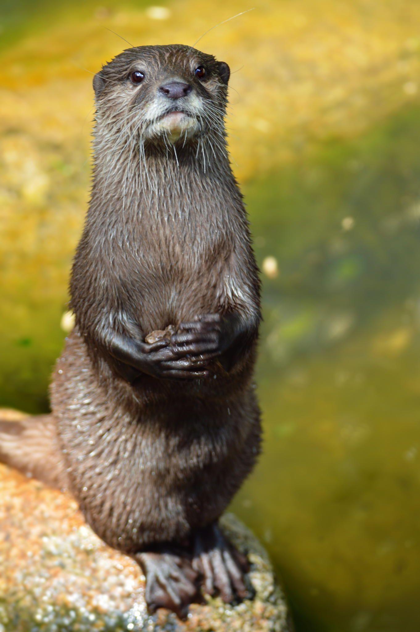 1362x2048 Otter by Sarah Michelpx. Otters, Cute animals, Animals beautiful